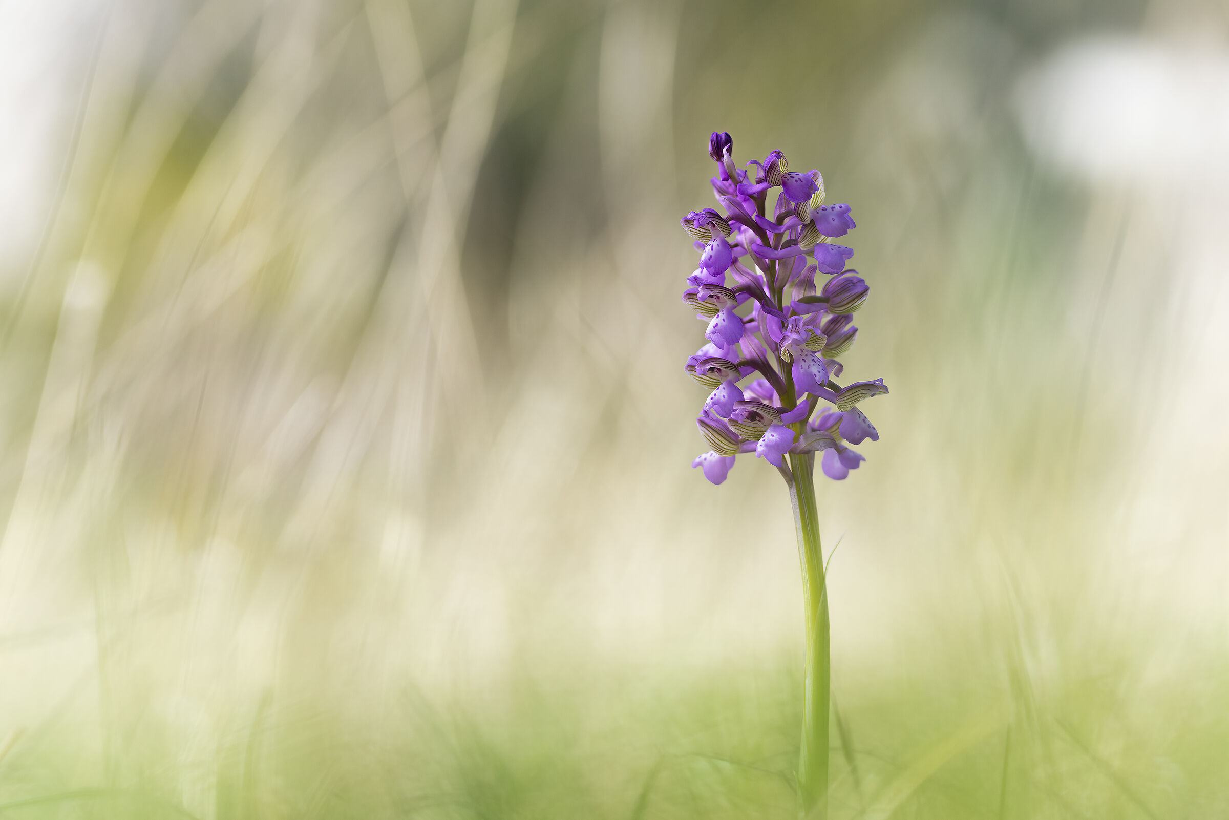Orchid anacamptis morio