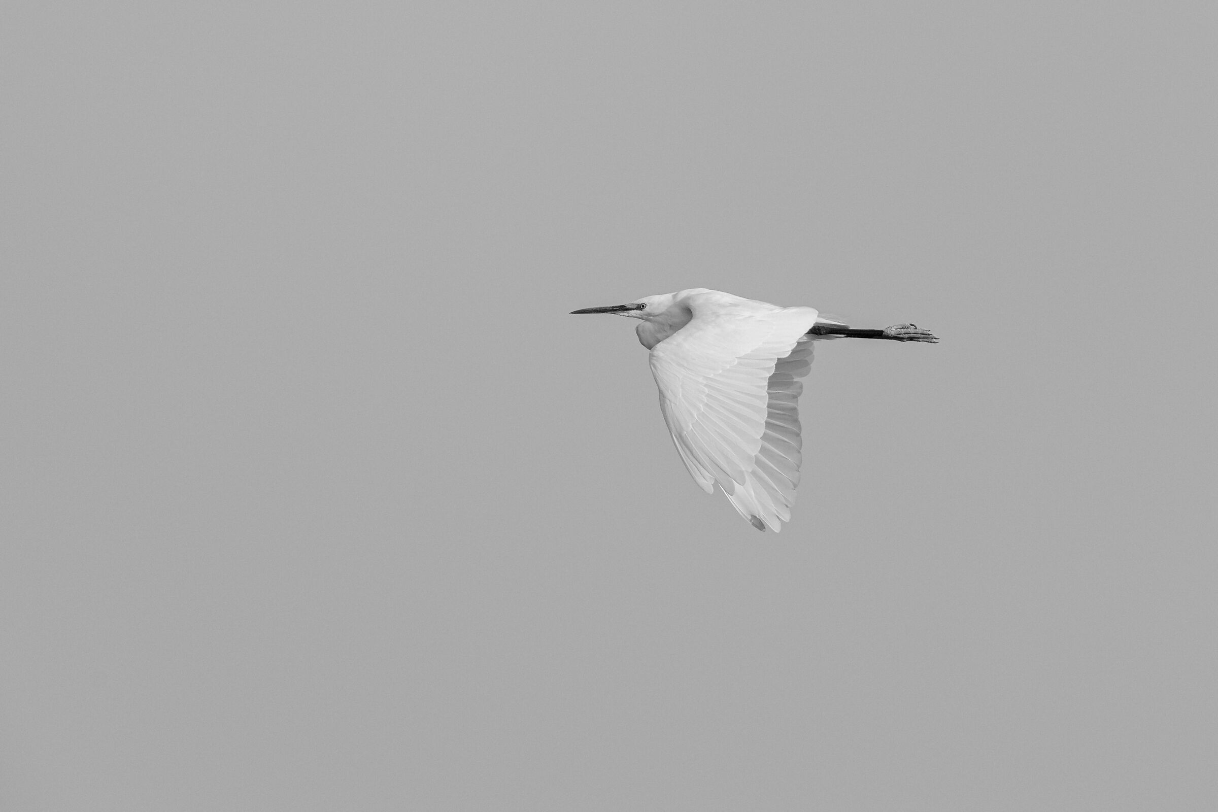 Heron B/W