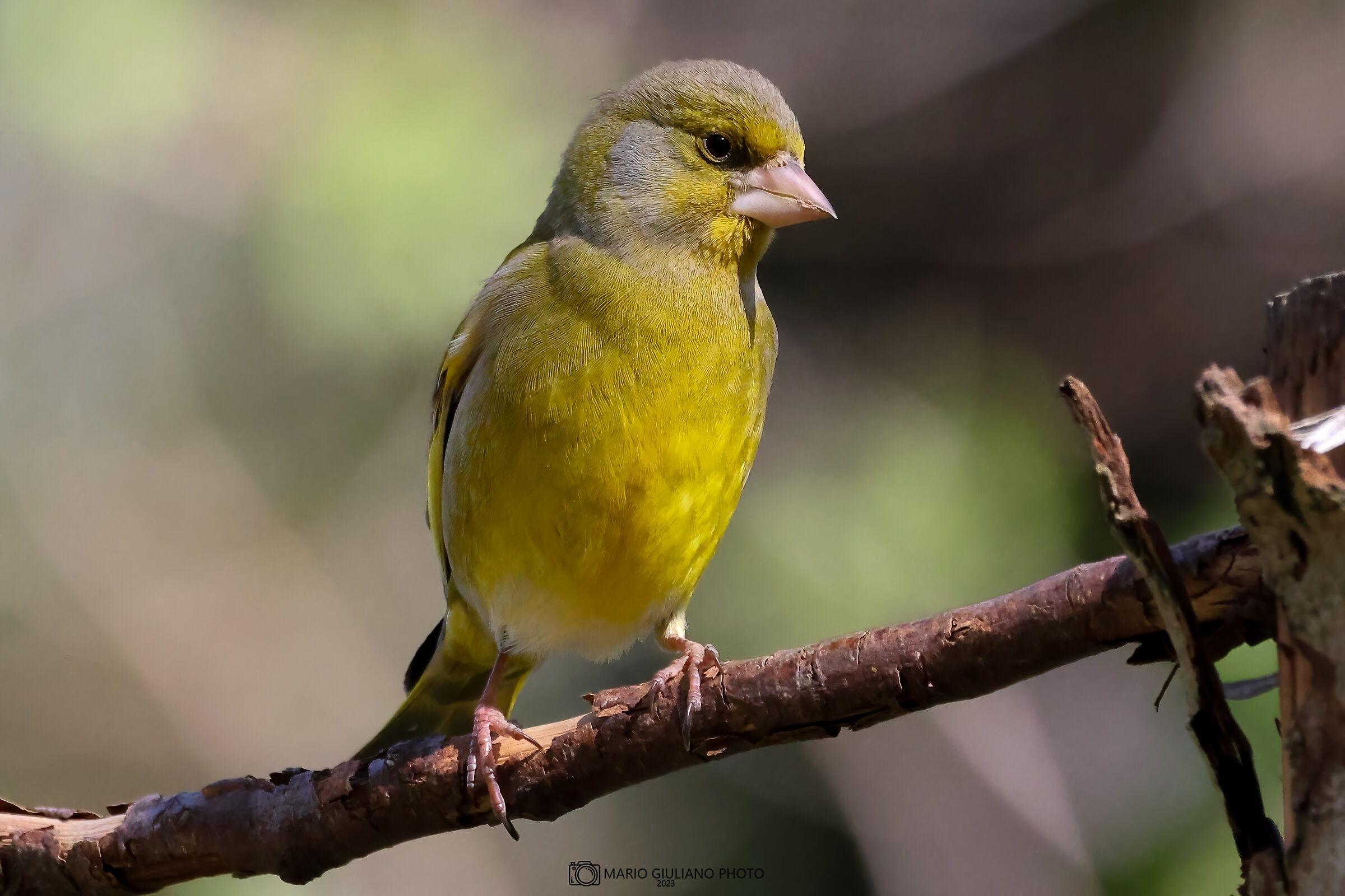 Greenfinch