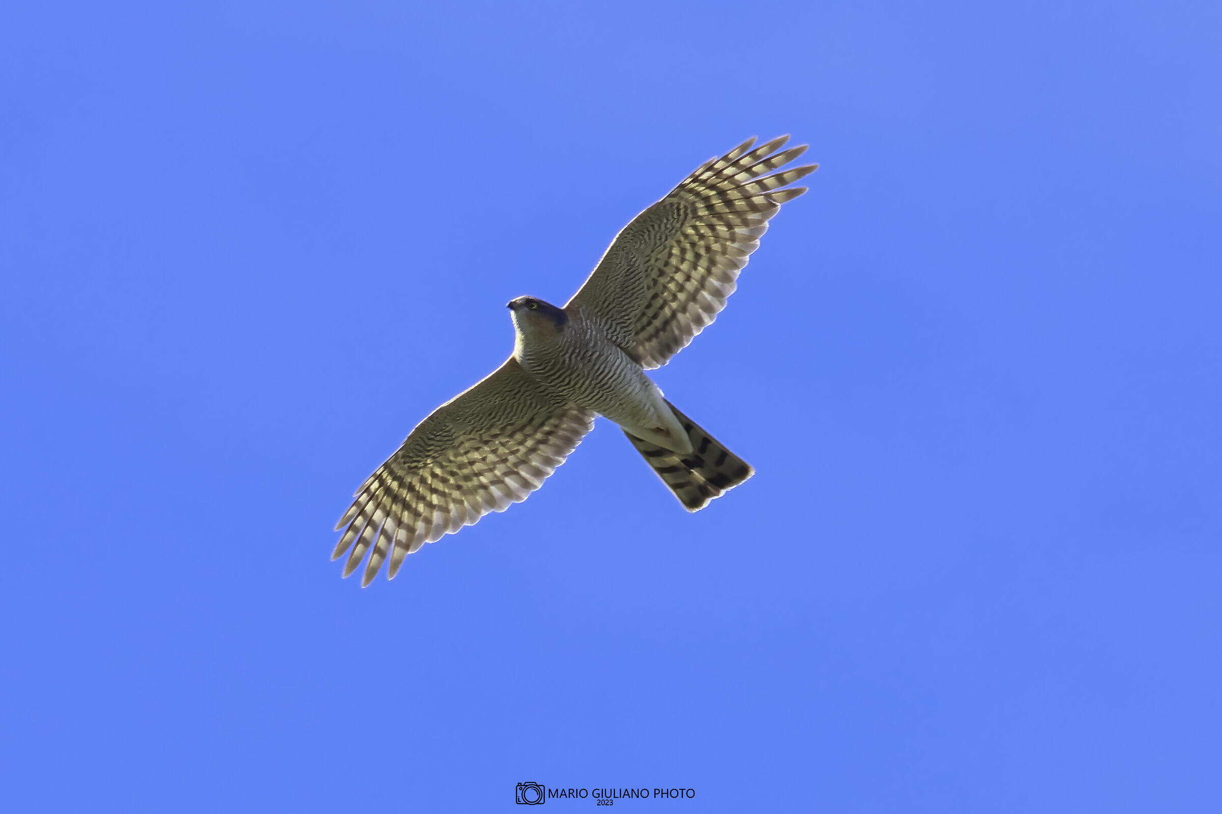 Sparrowhawk