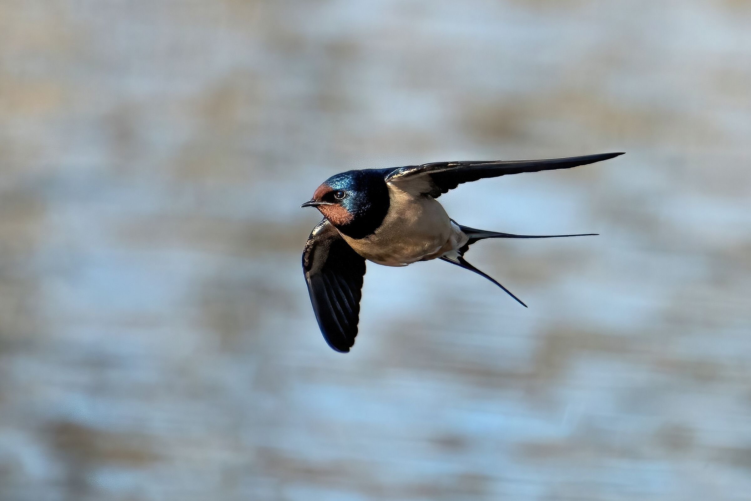 Rondine comune (Hirundo rustica)