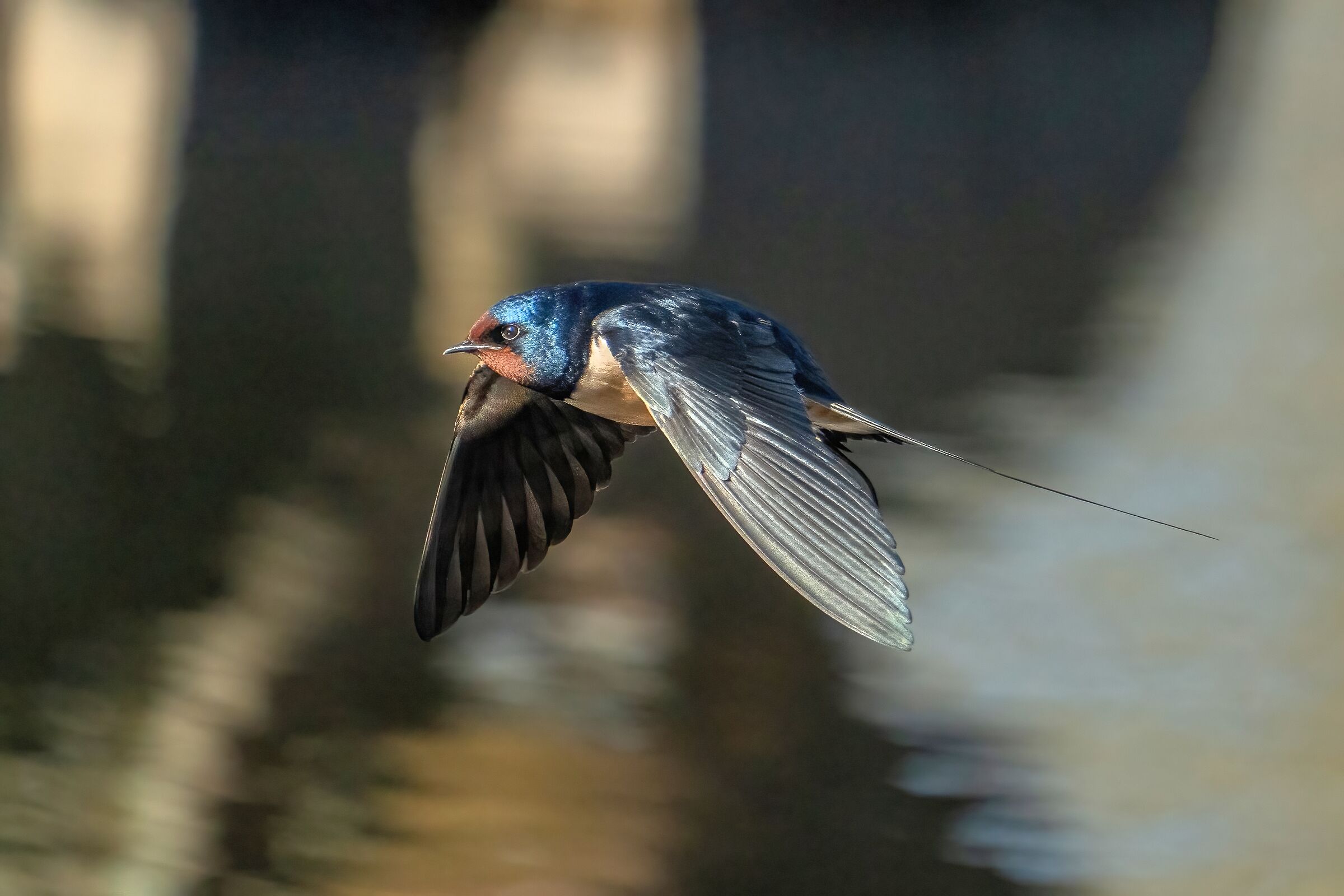 Rondine comune (Hirundo rustica)