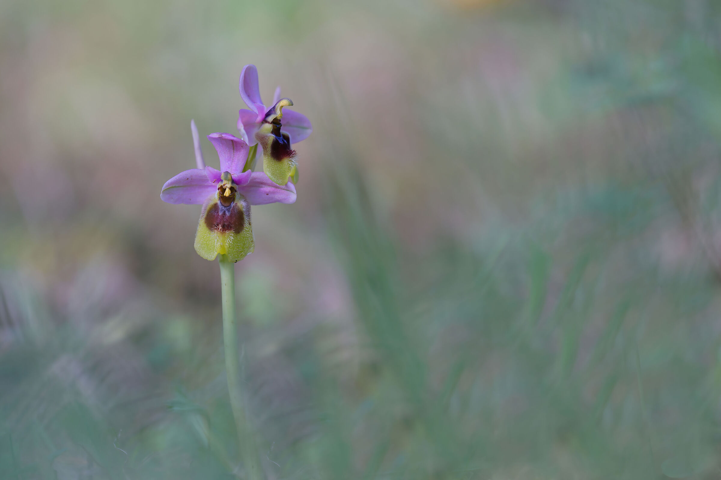 Small wild orchid "Ophrys tenthredinifera"