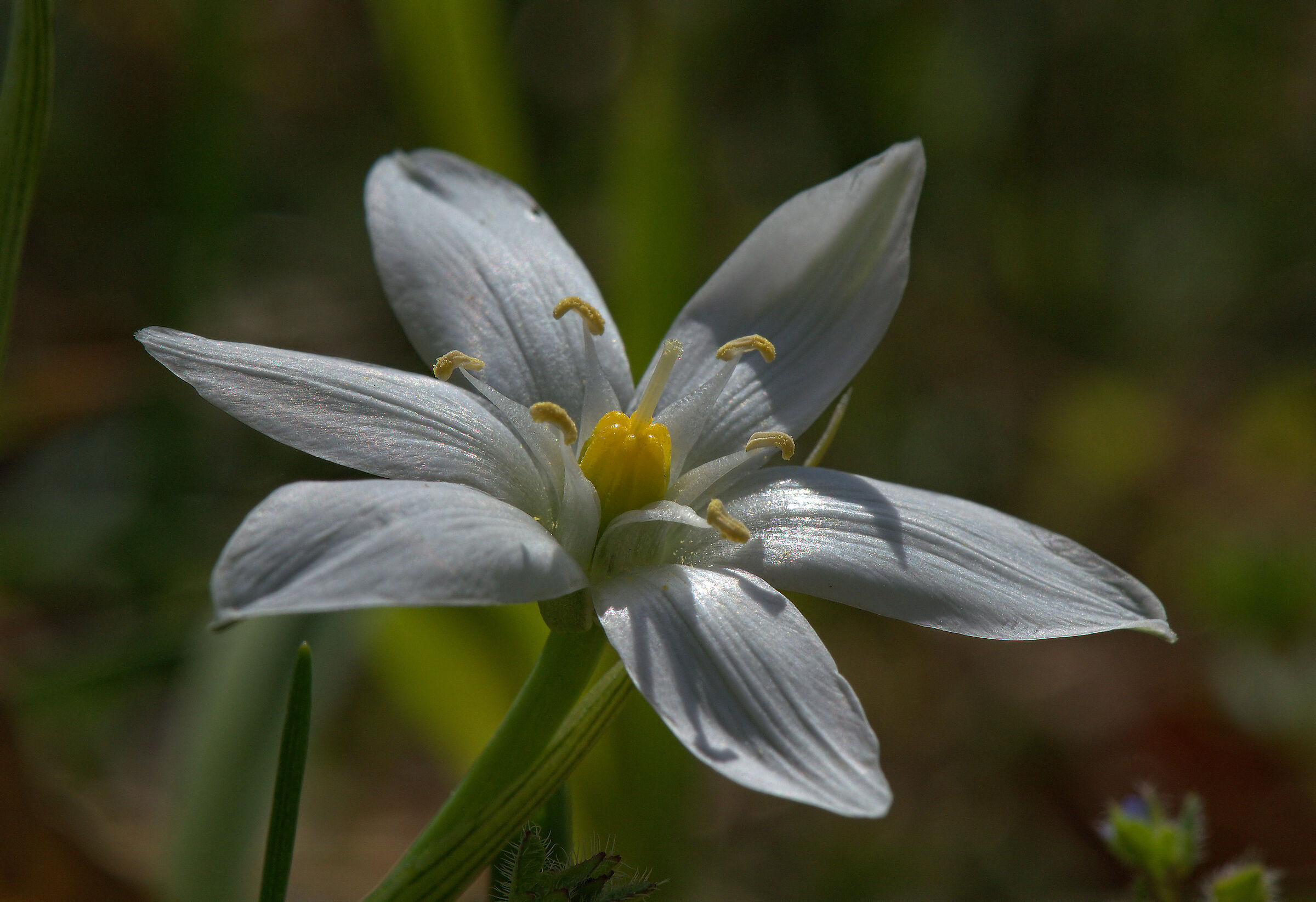 ornithogalum umbellatum
