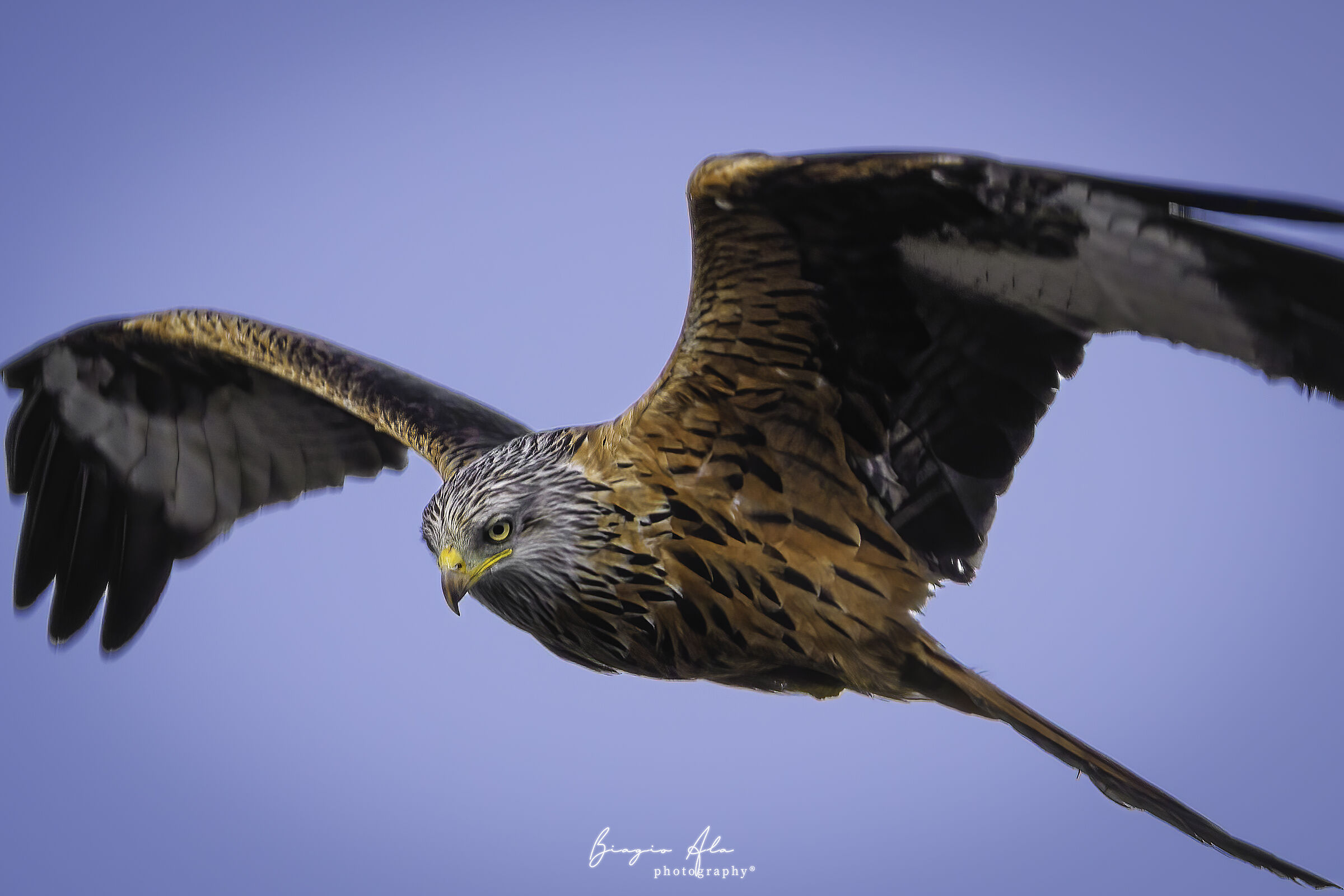 Red kite