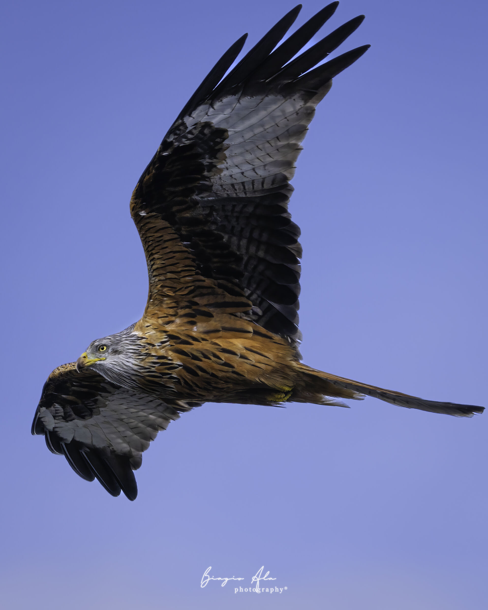Red kite