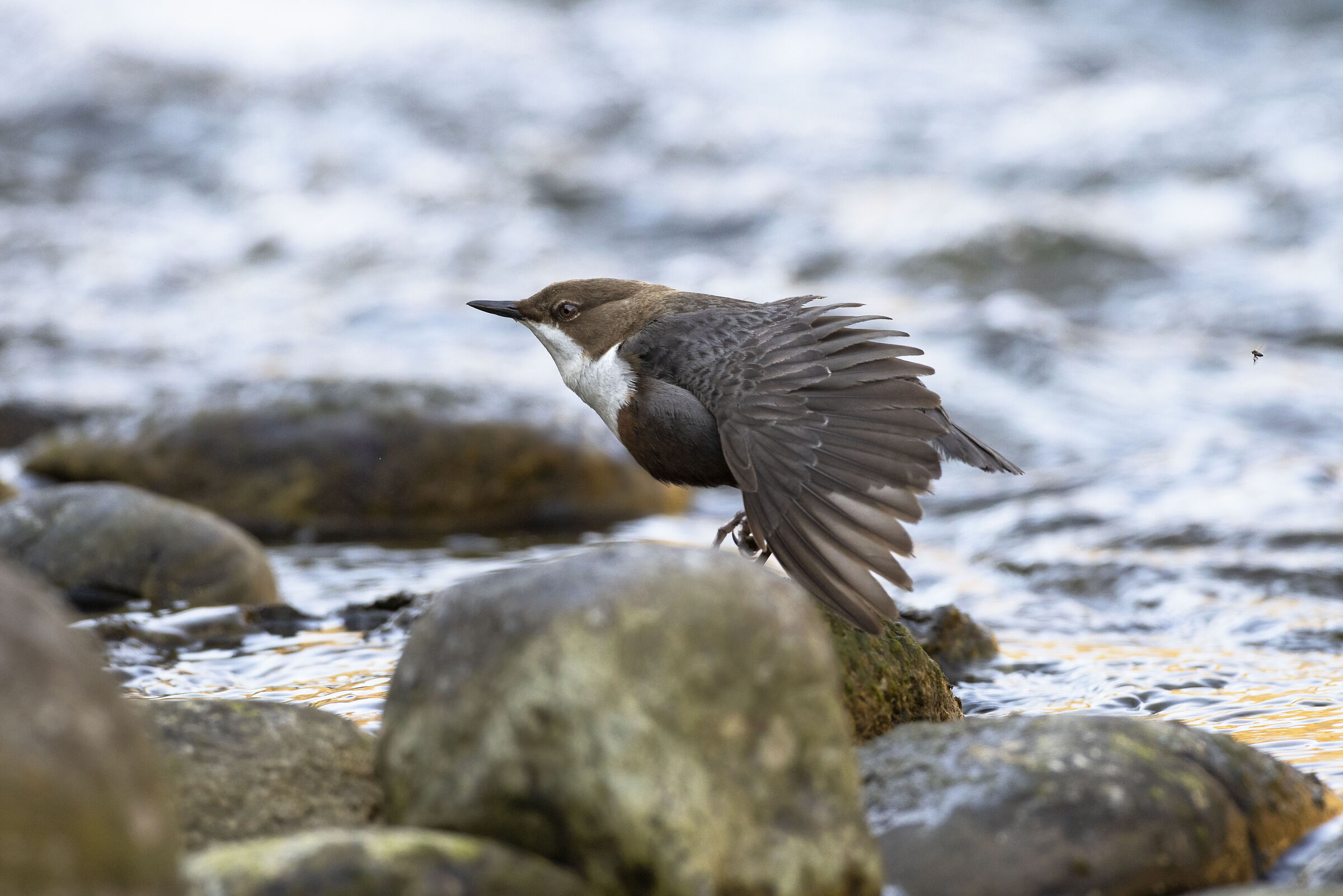 White-throated dipper