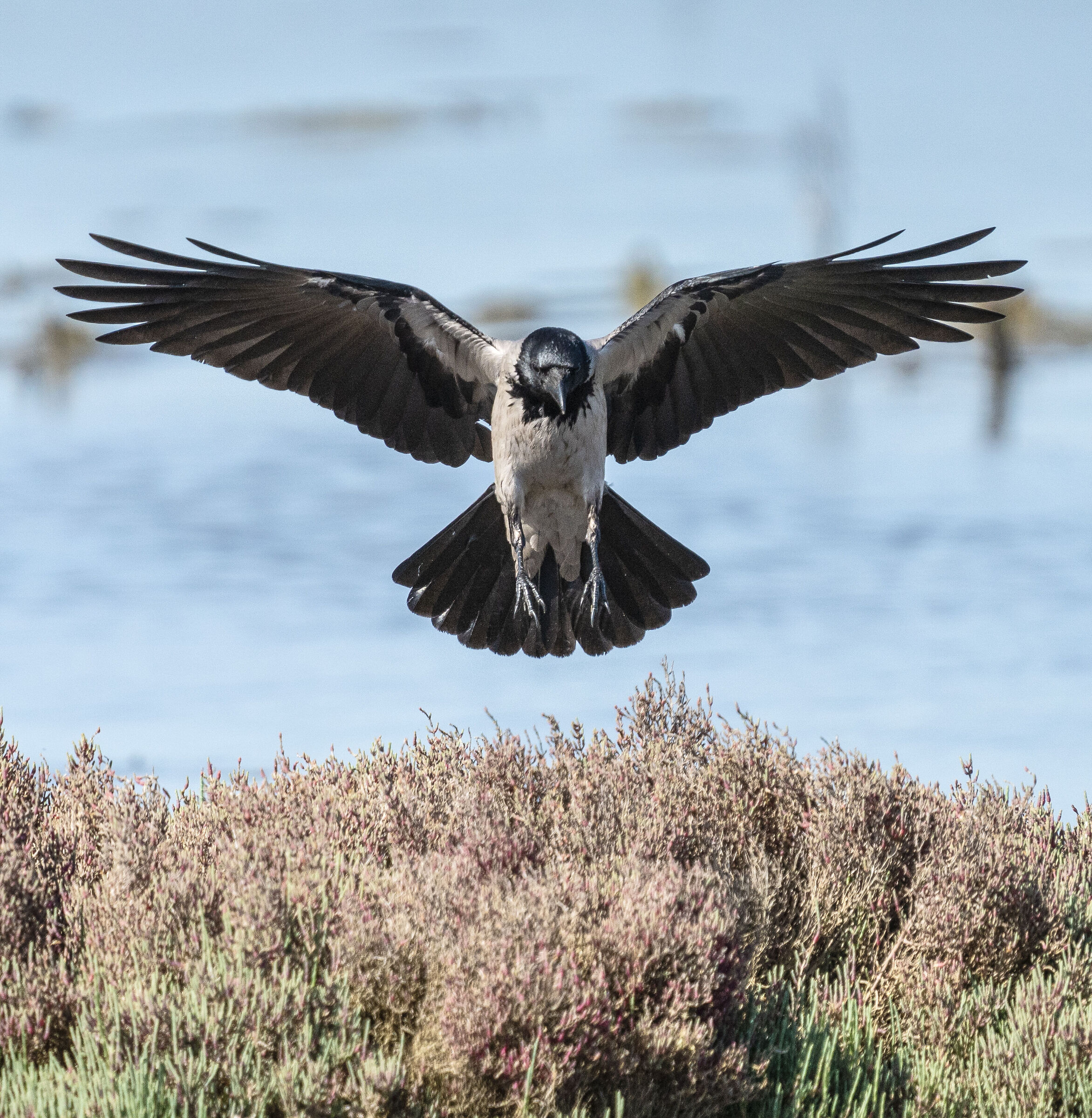 Hooded crow
