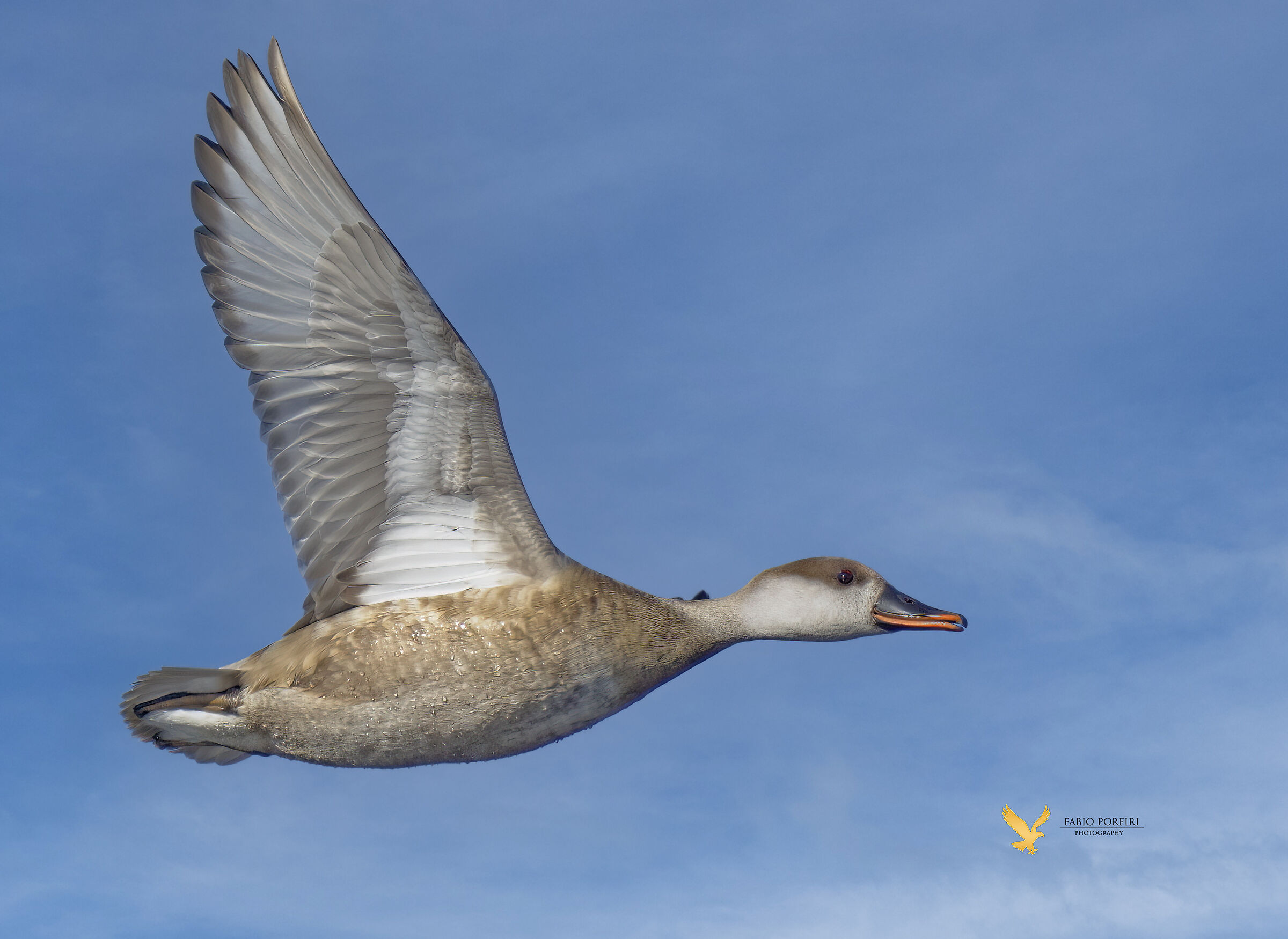 un ritratto in volo fistione(f)