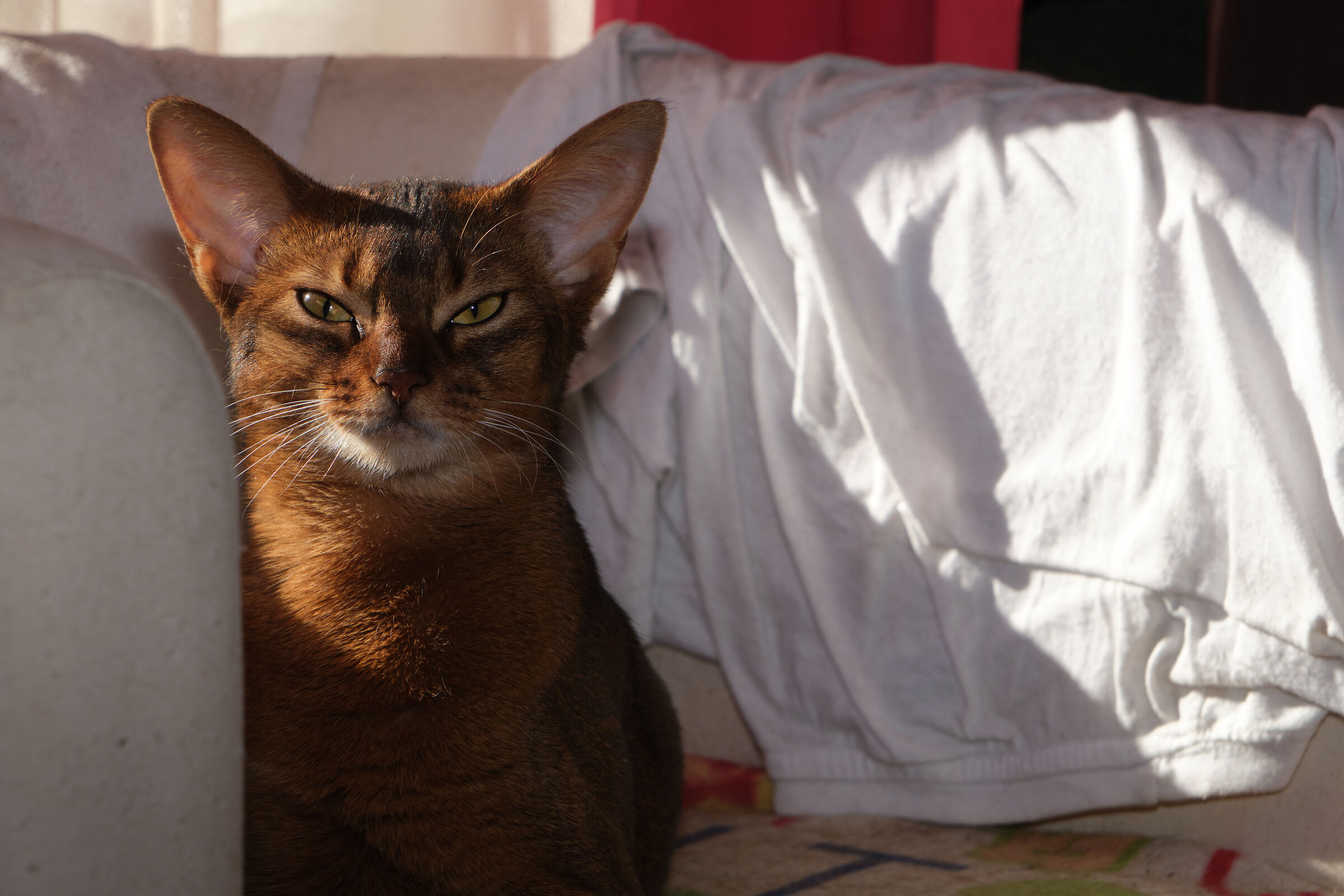Enki on the armchair