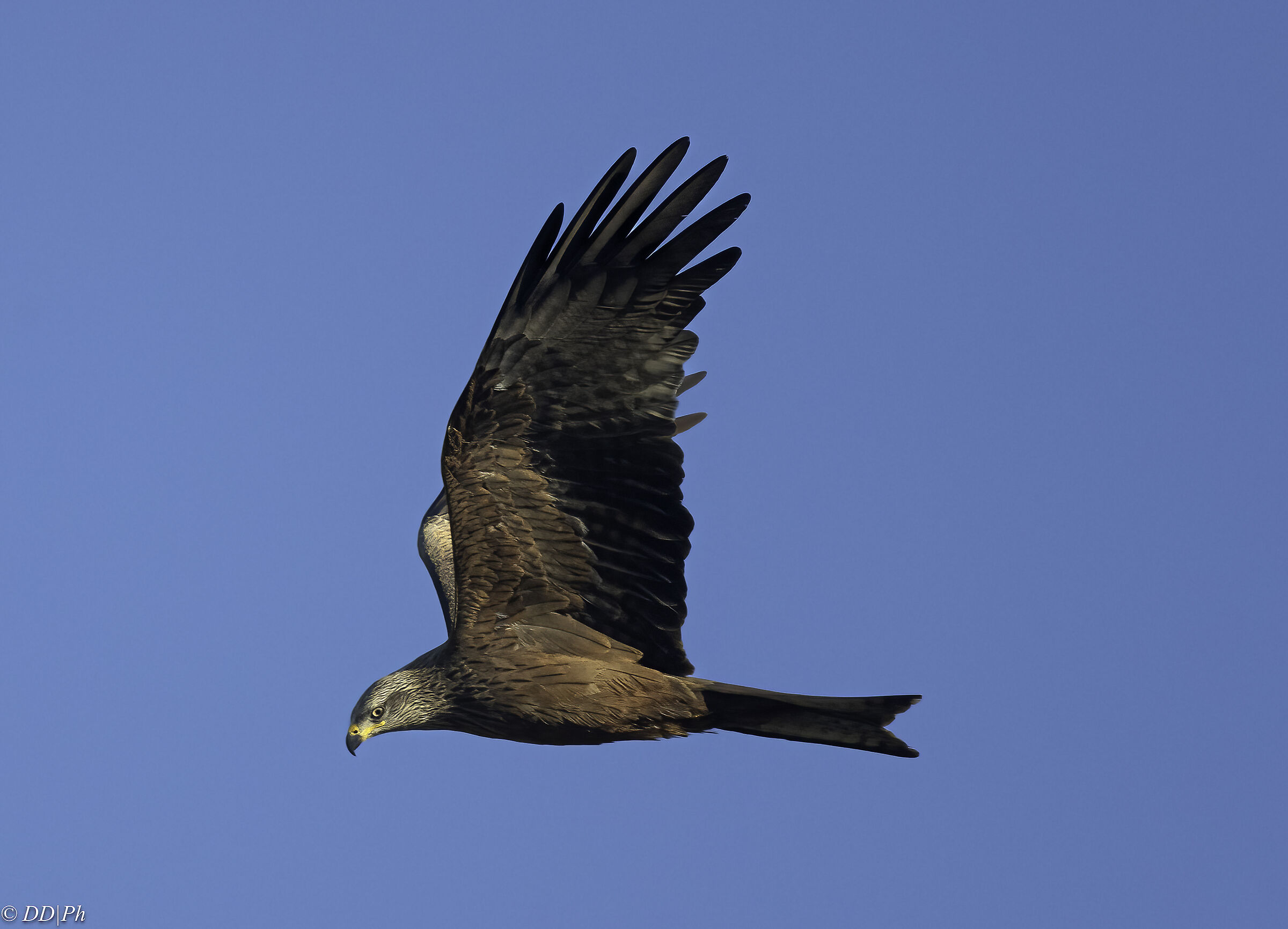 Black kite