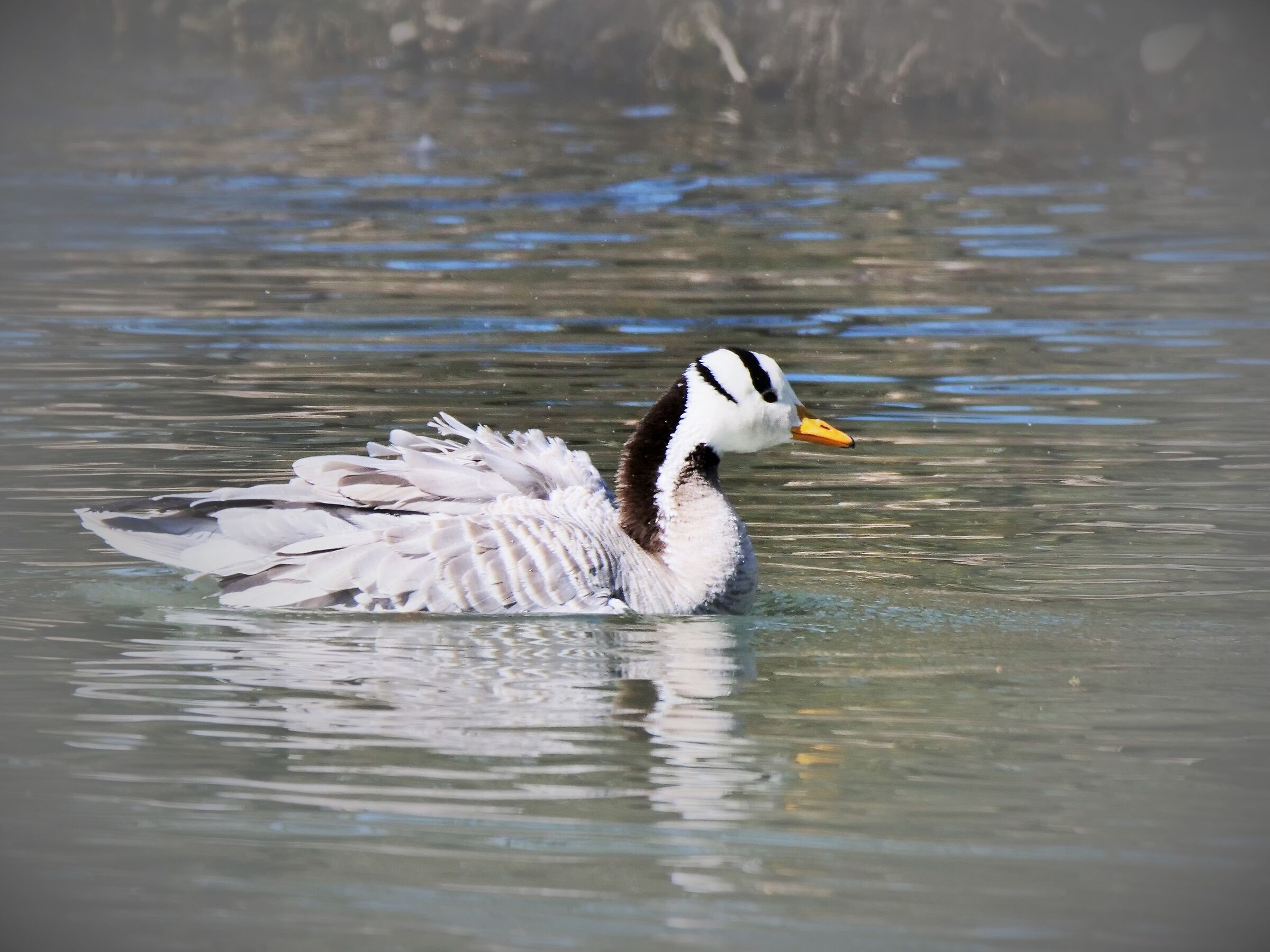 Oca indiana (Anser indicus)