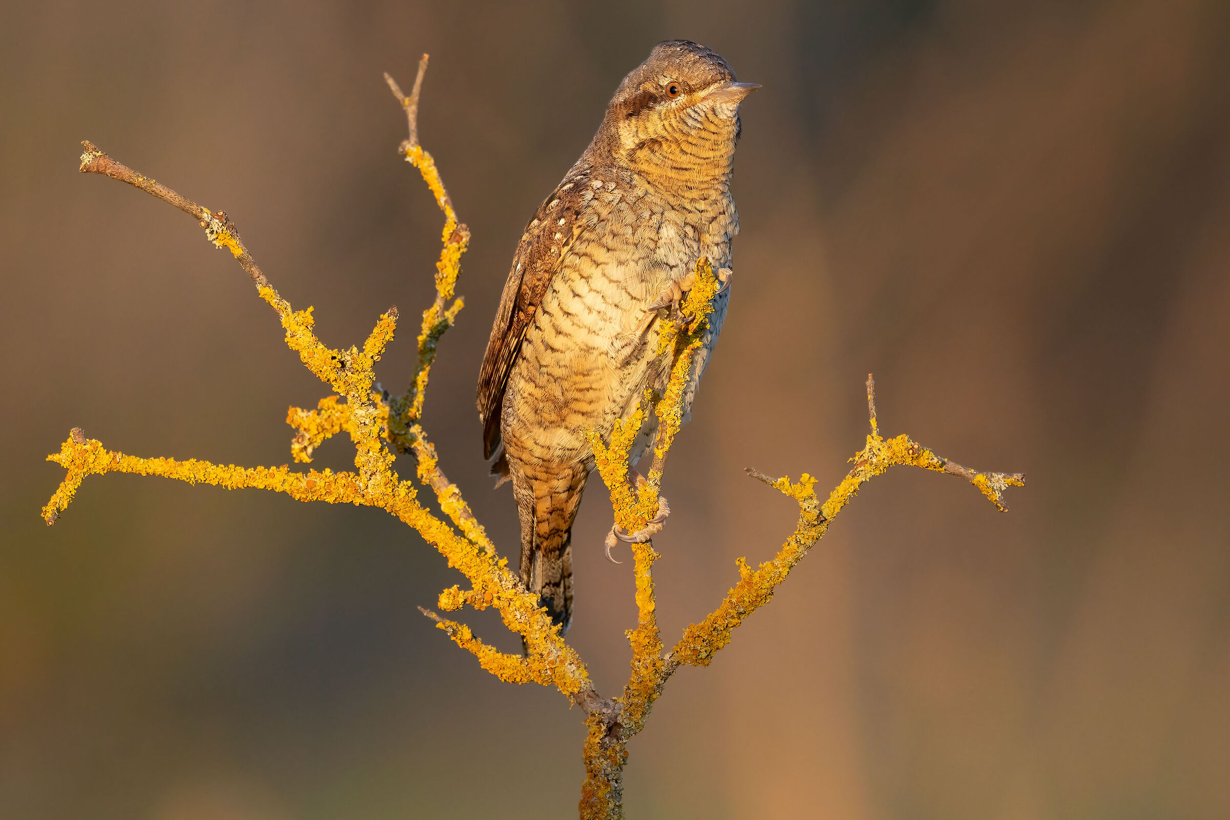 wryneck