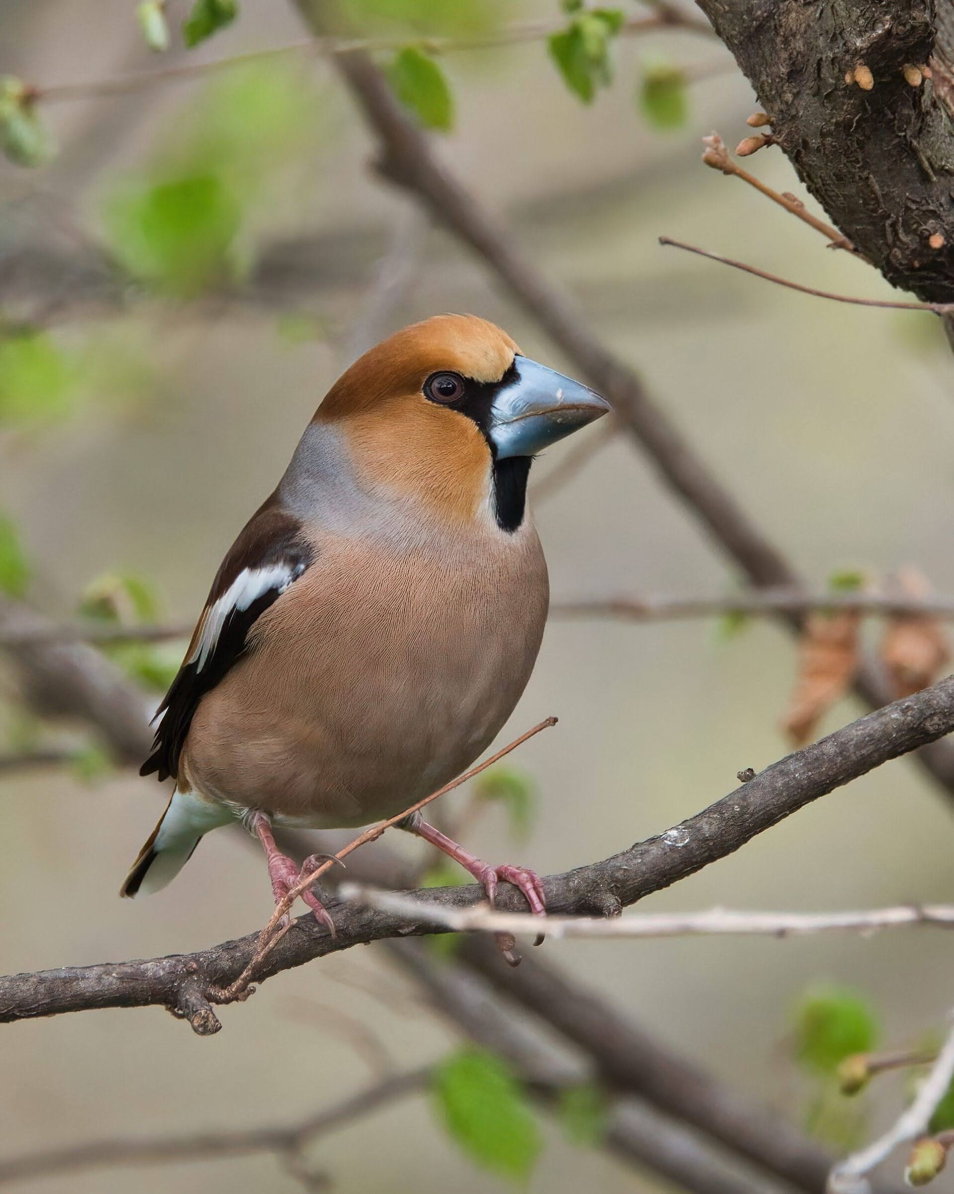 Hawfinch (m) in spring.