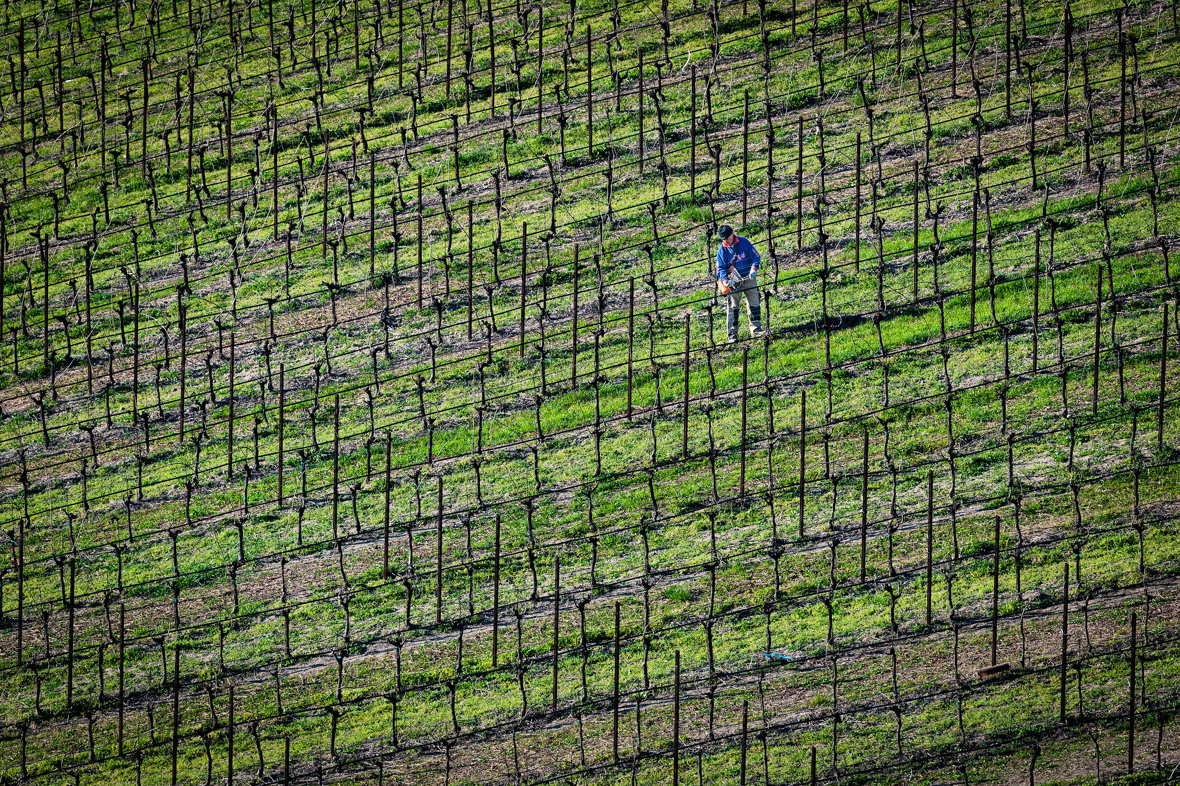 Il buon vino nasce in vigna