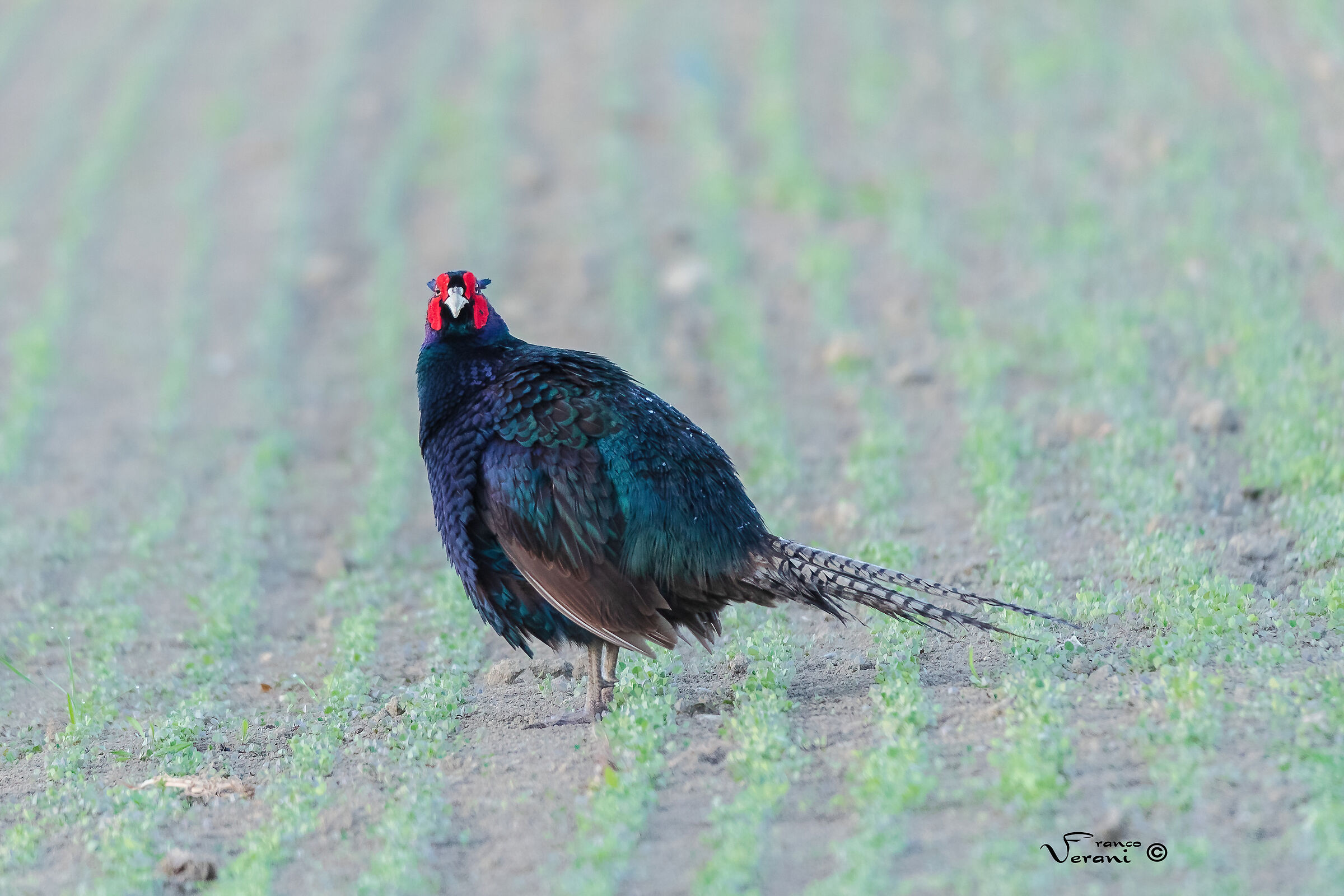 The Dark Pheasant