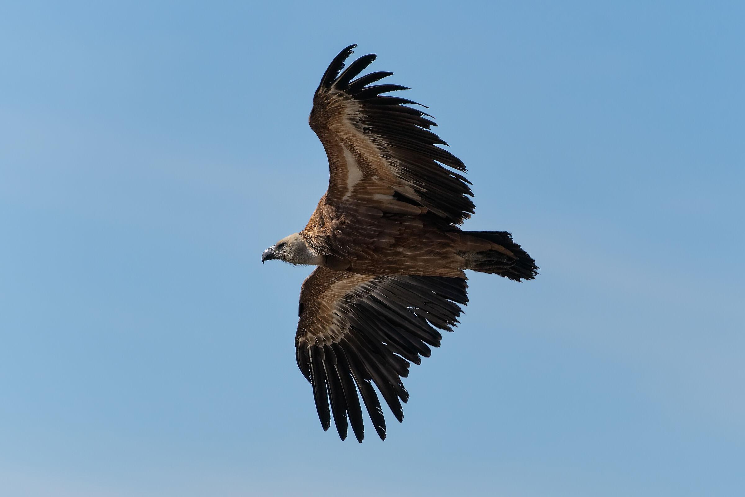 Griffon in flight 2023