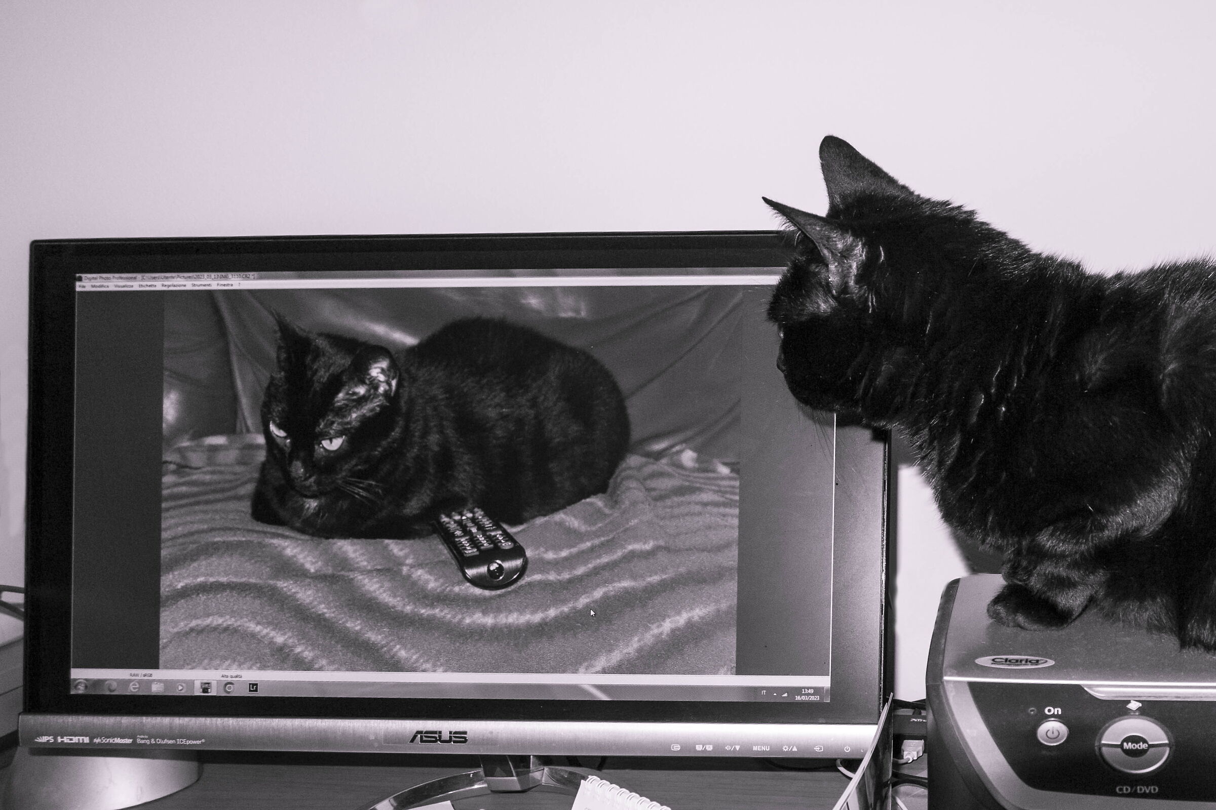 Oh, oh, I thought I saw a cat....