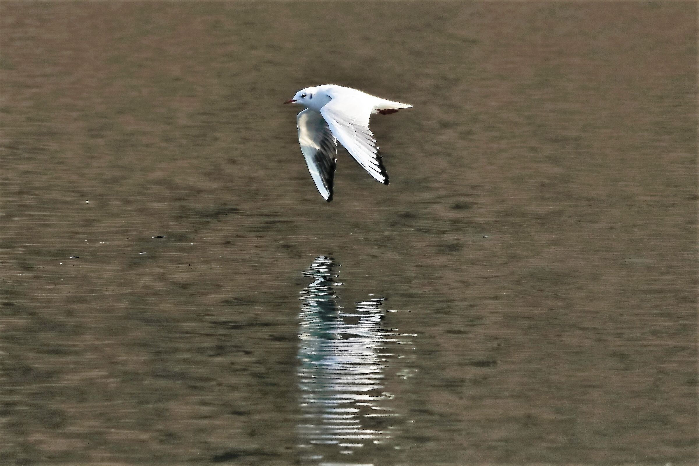 gabbiano terrestre 29-01-2023