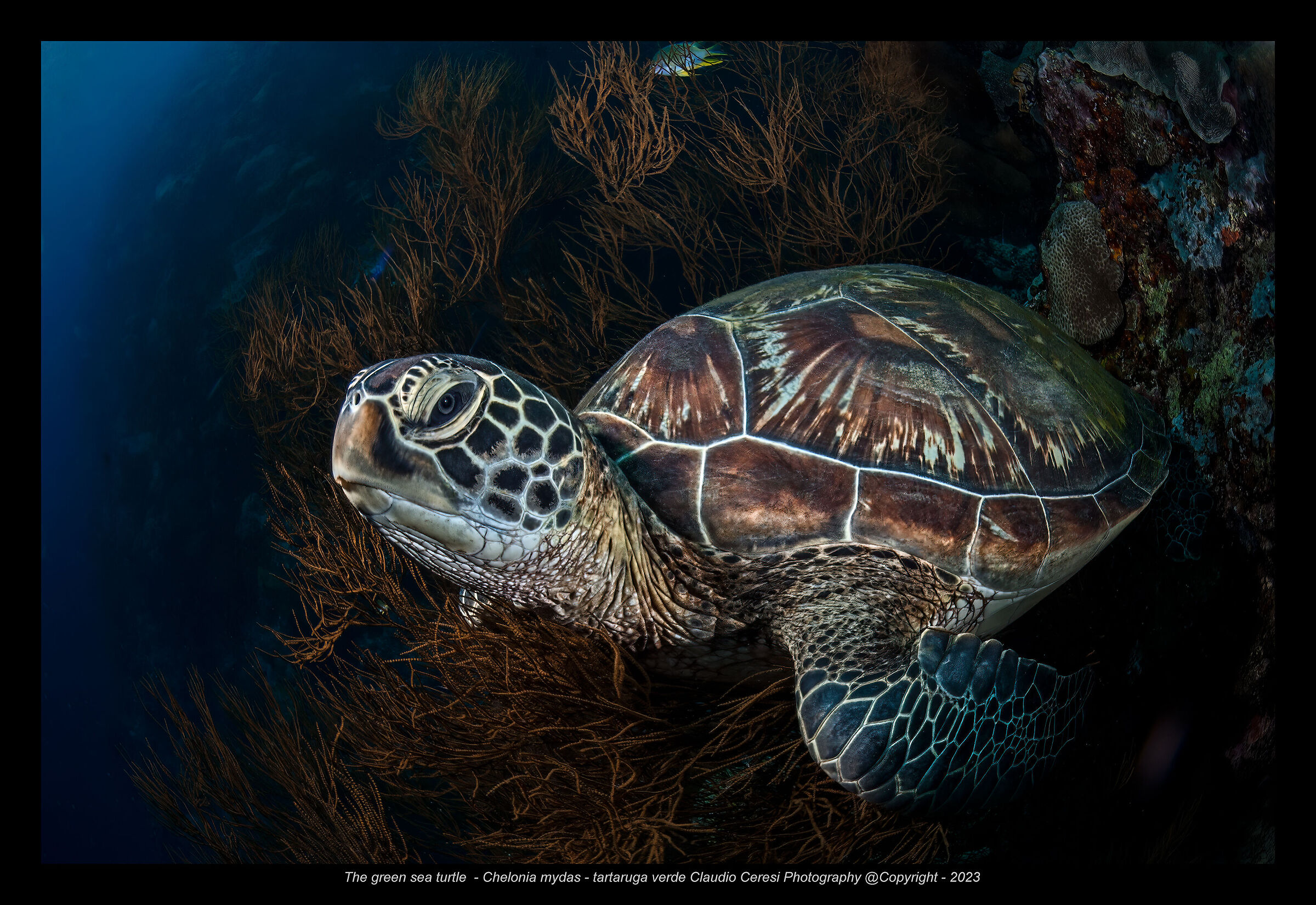 greeen turtle  NSW Bunaken marine park