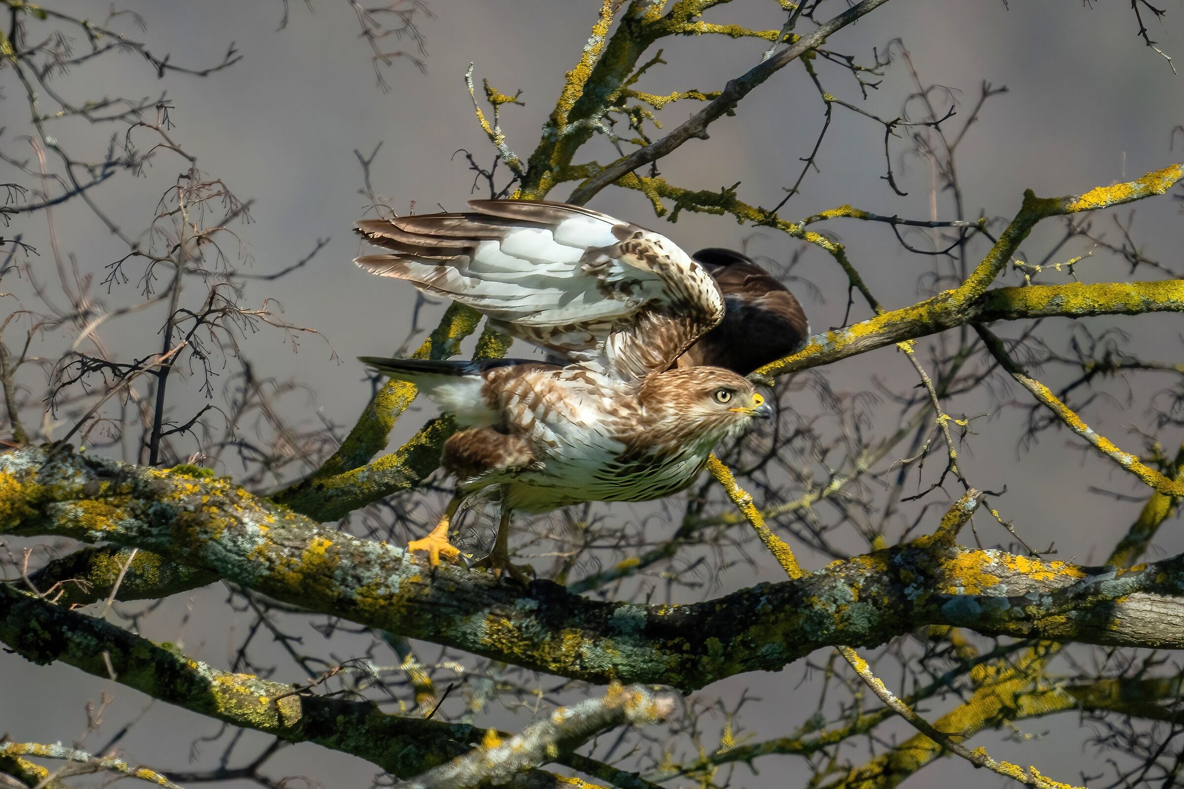 Buzzard at the detachment