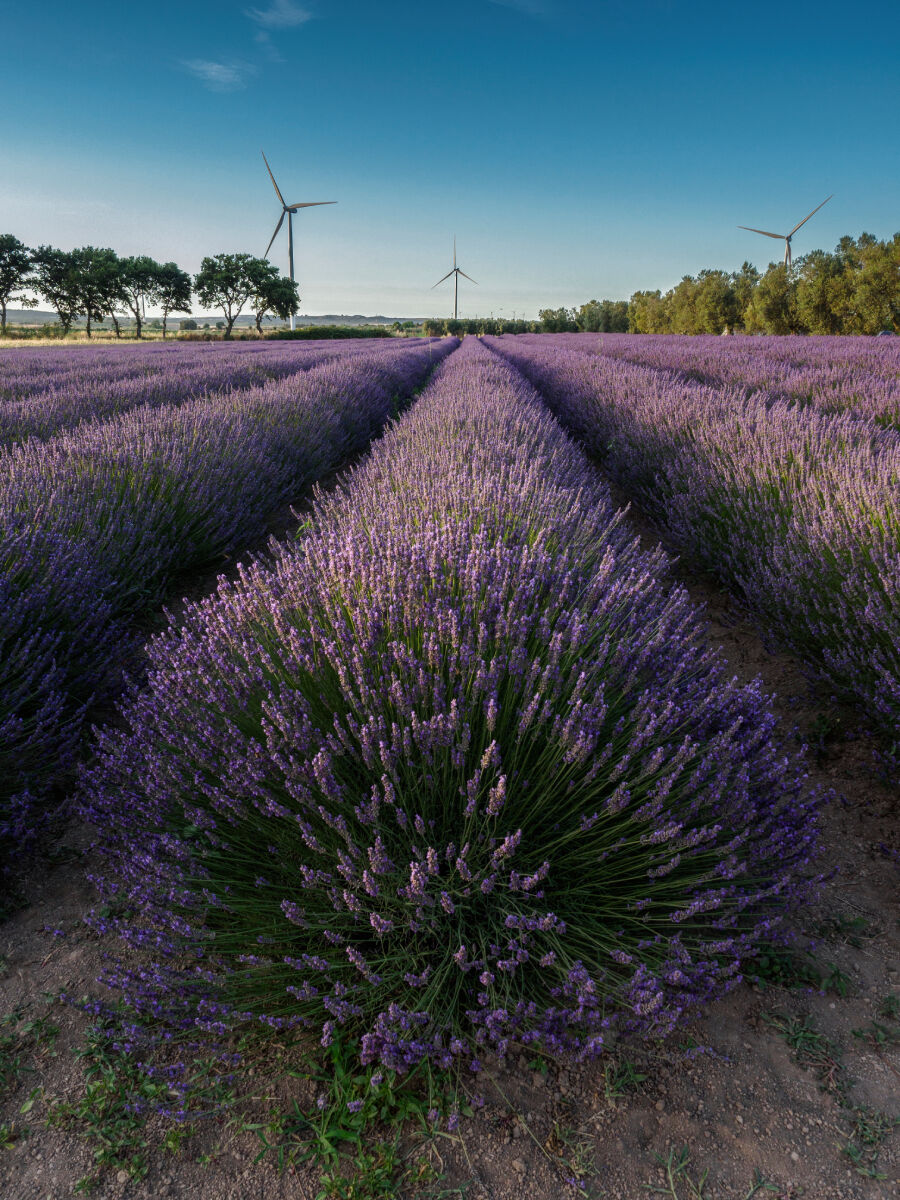 Campi di Lavanda