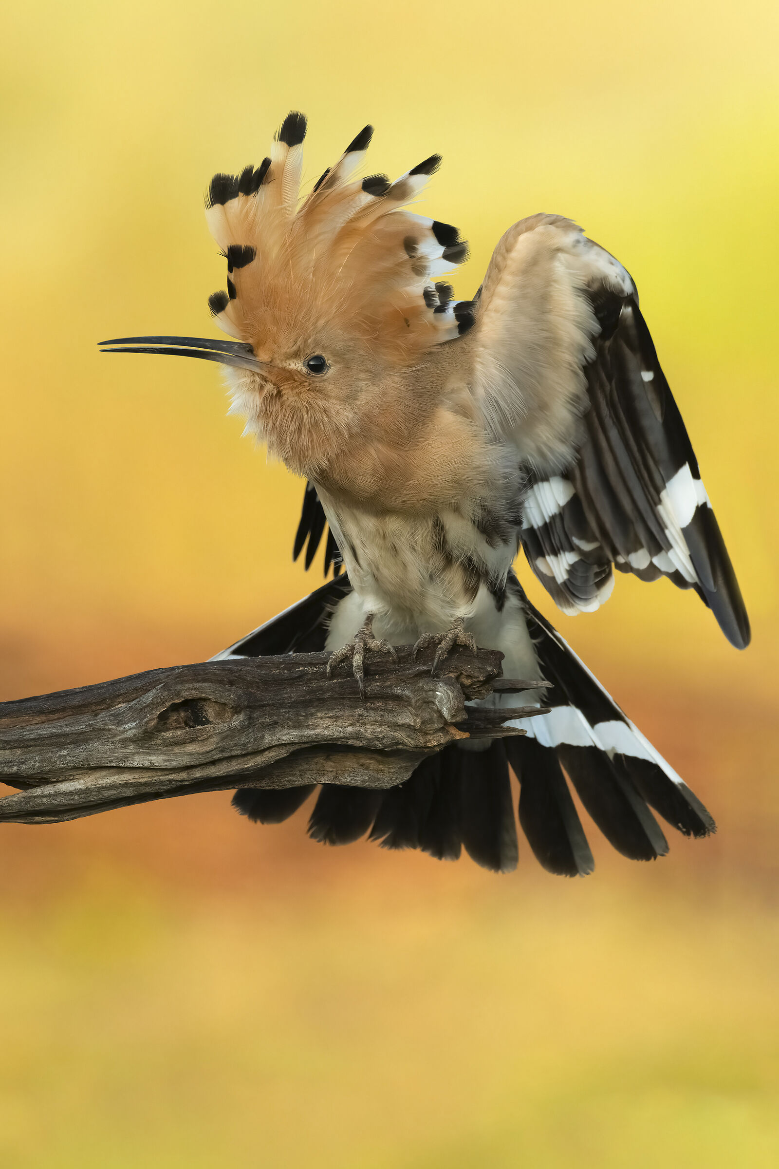 Hoopoe