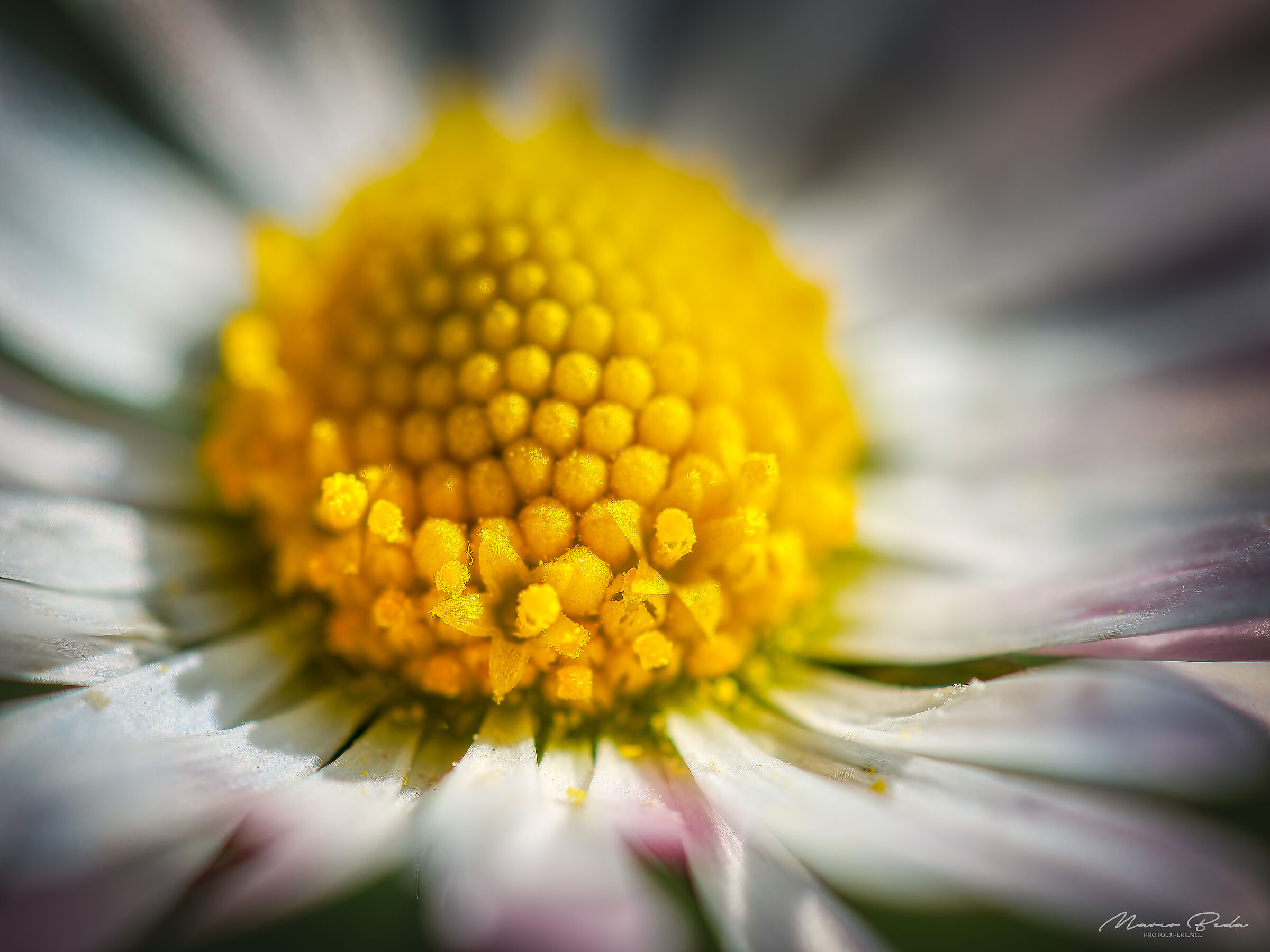 daisy