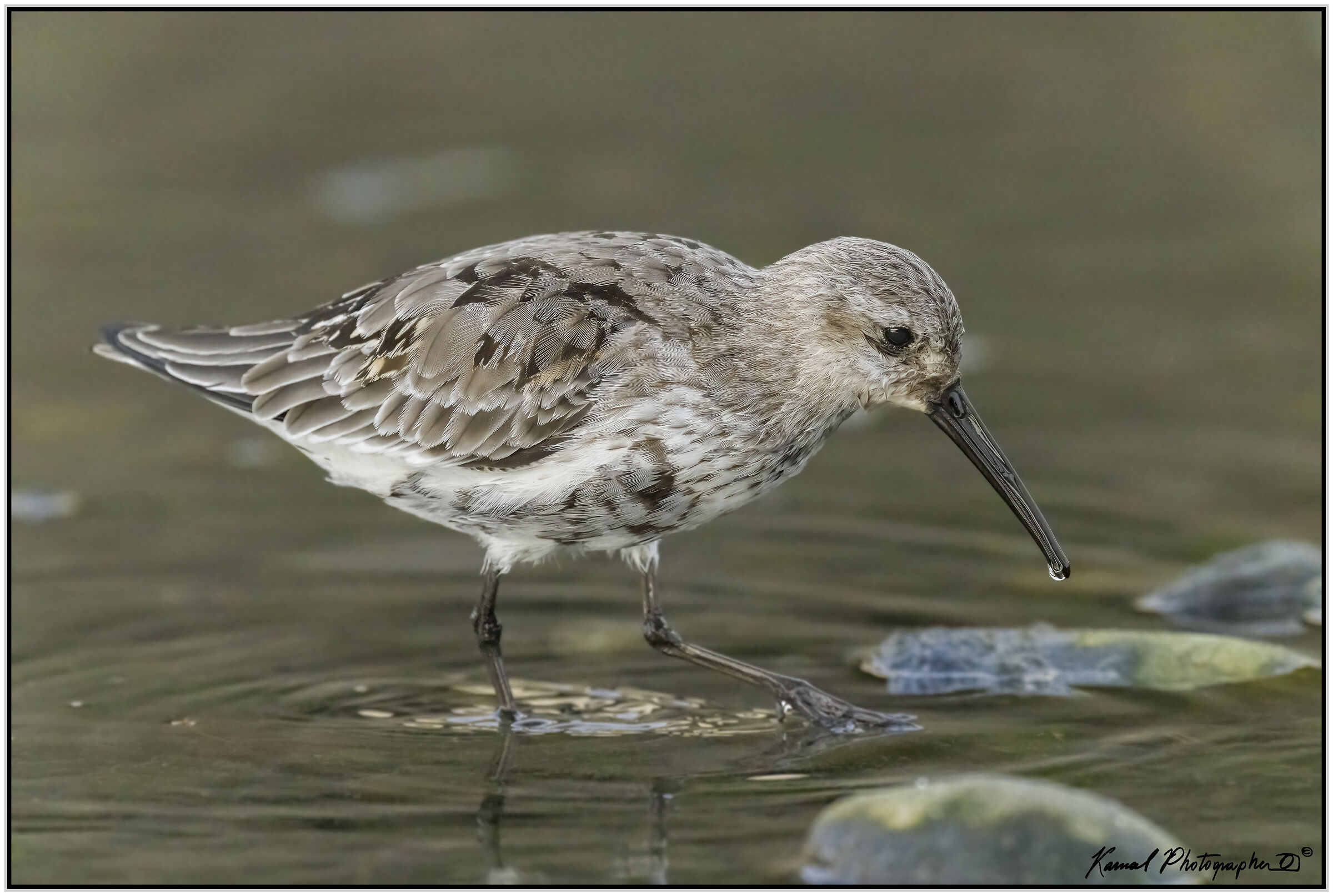 Calidris alpina