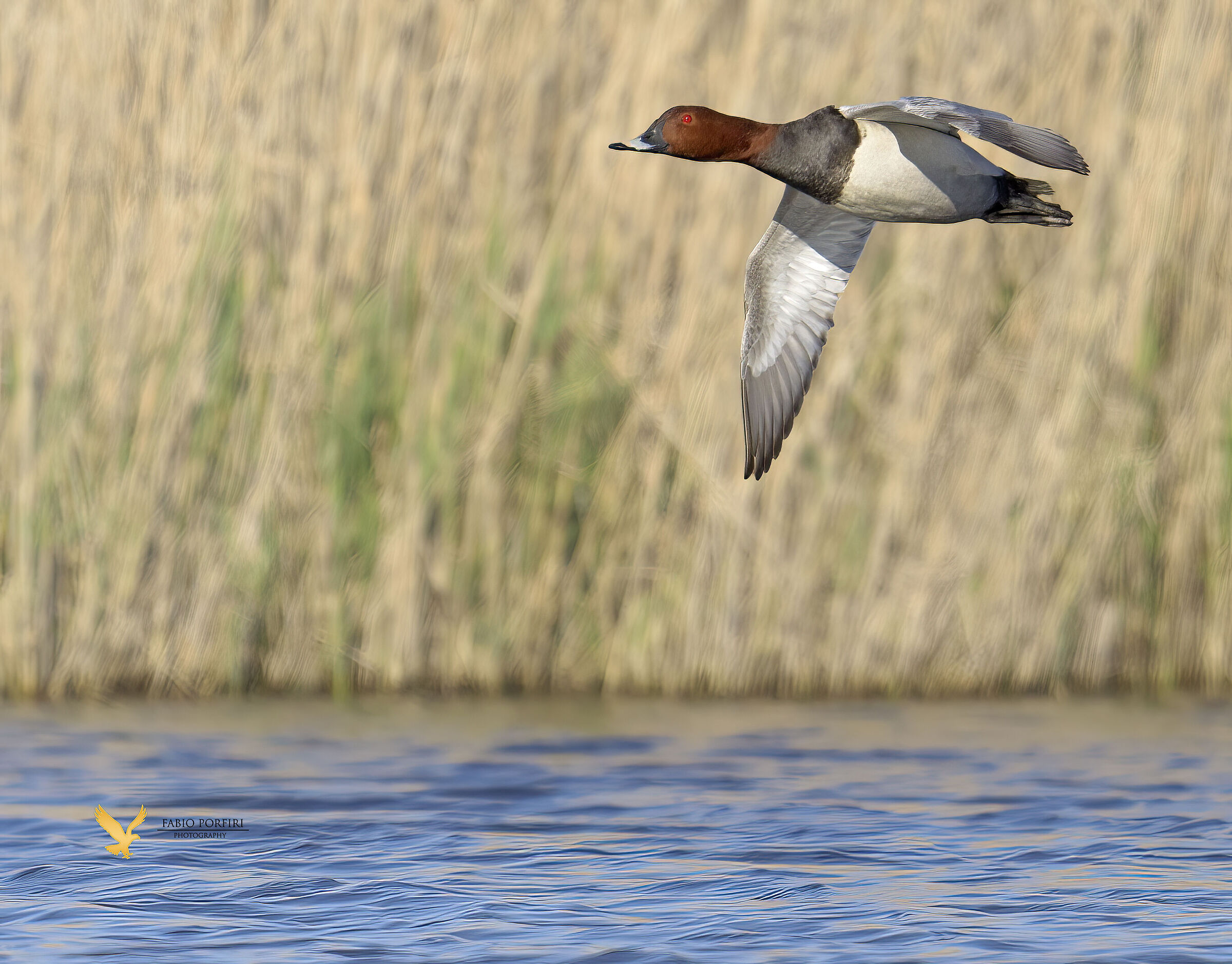 the pochard.....