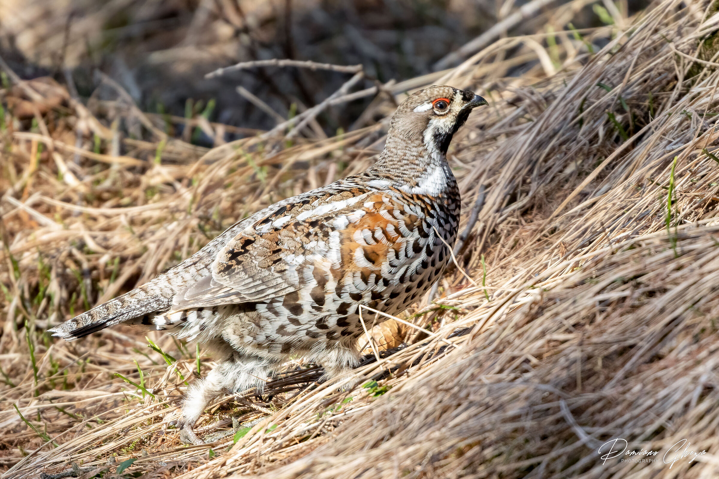 Mountain francolin