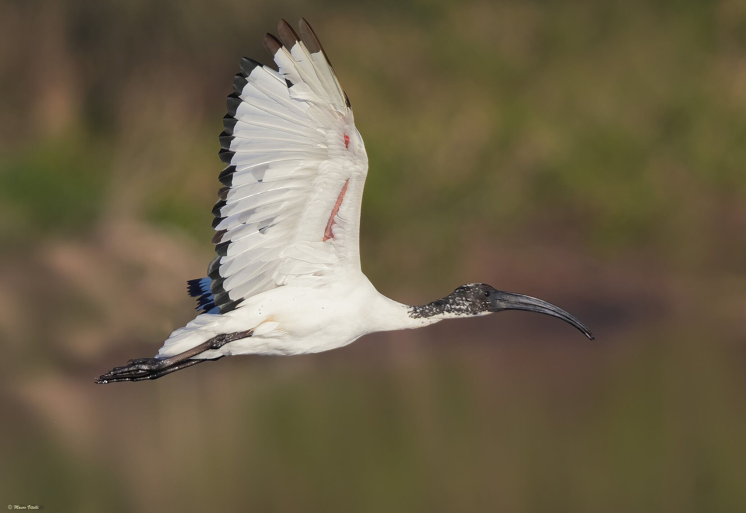 Sacred Ibis (Threskiornis aethiopicus)