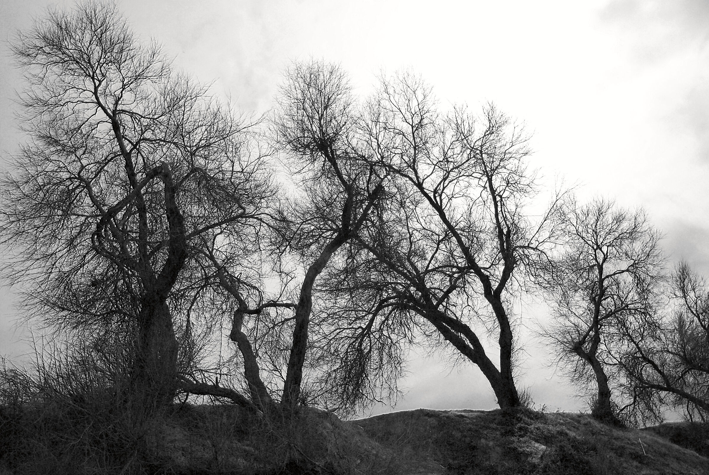 Maremma