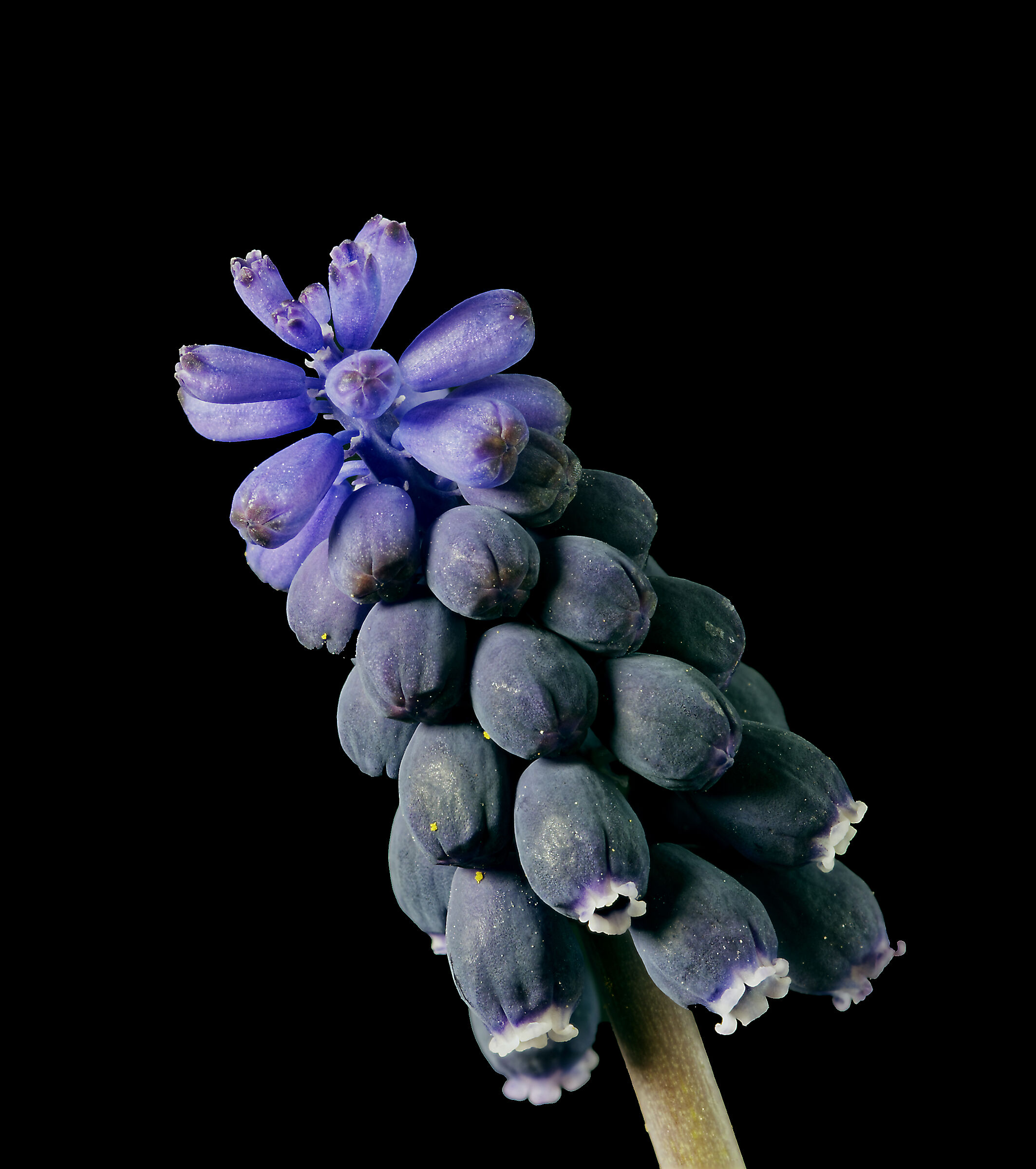 Muscari ignorato...