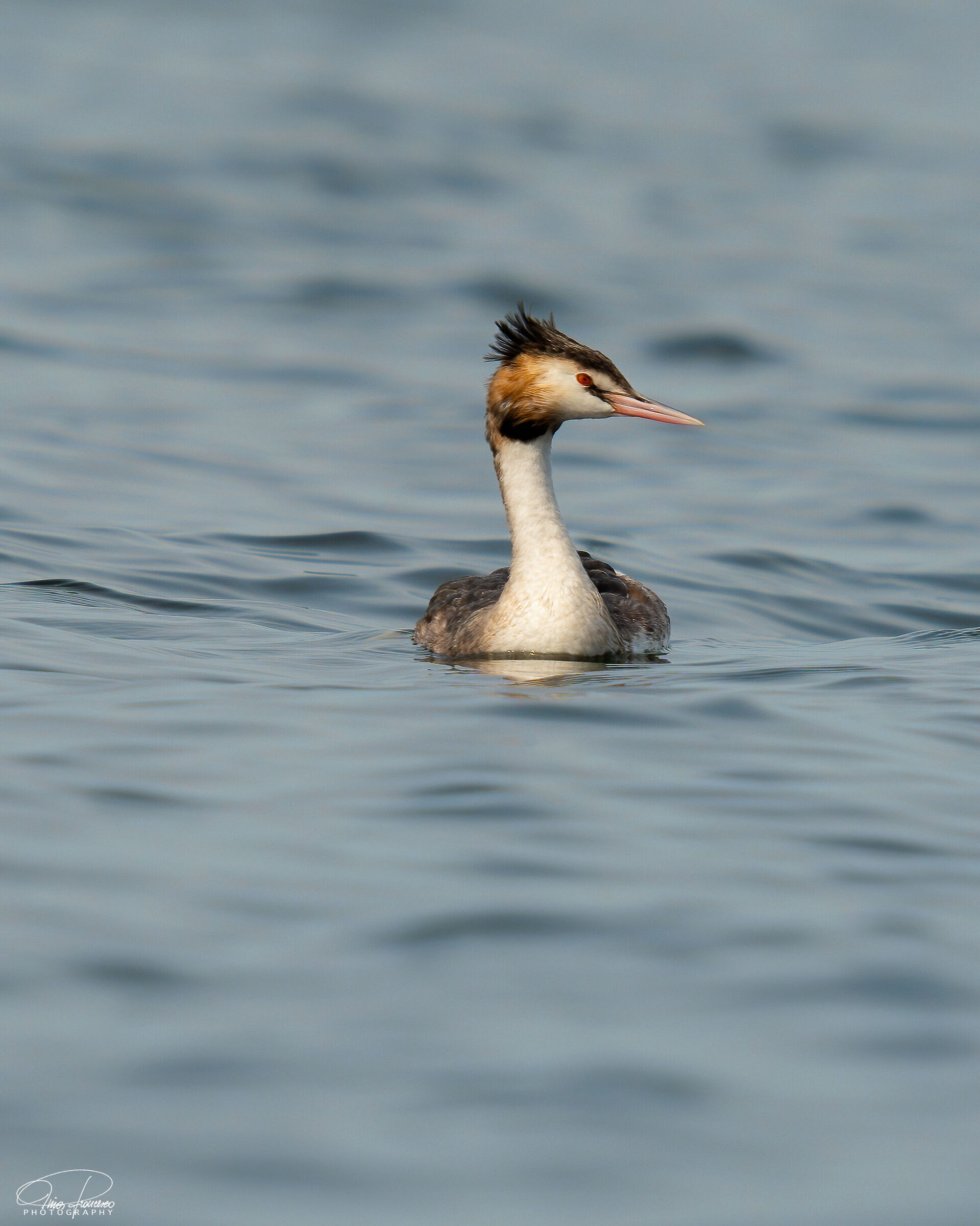 Great crested grebe