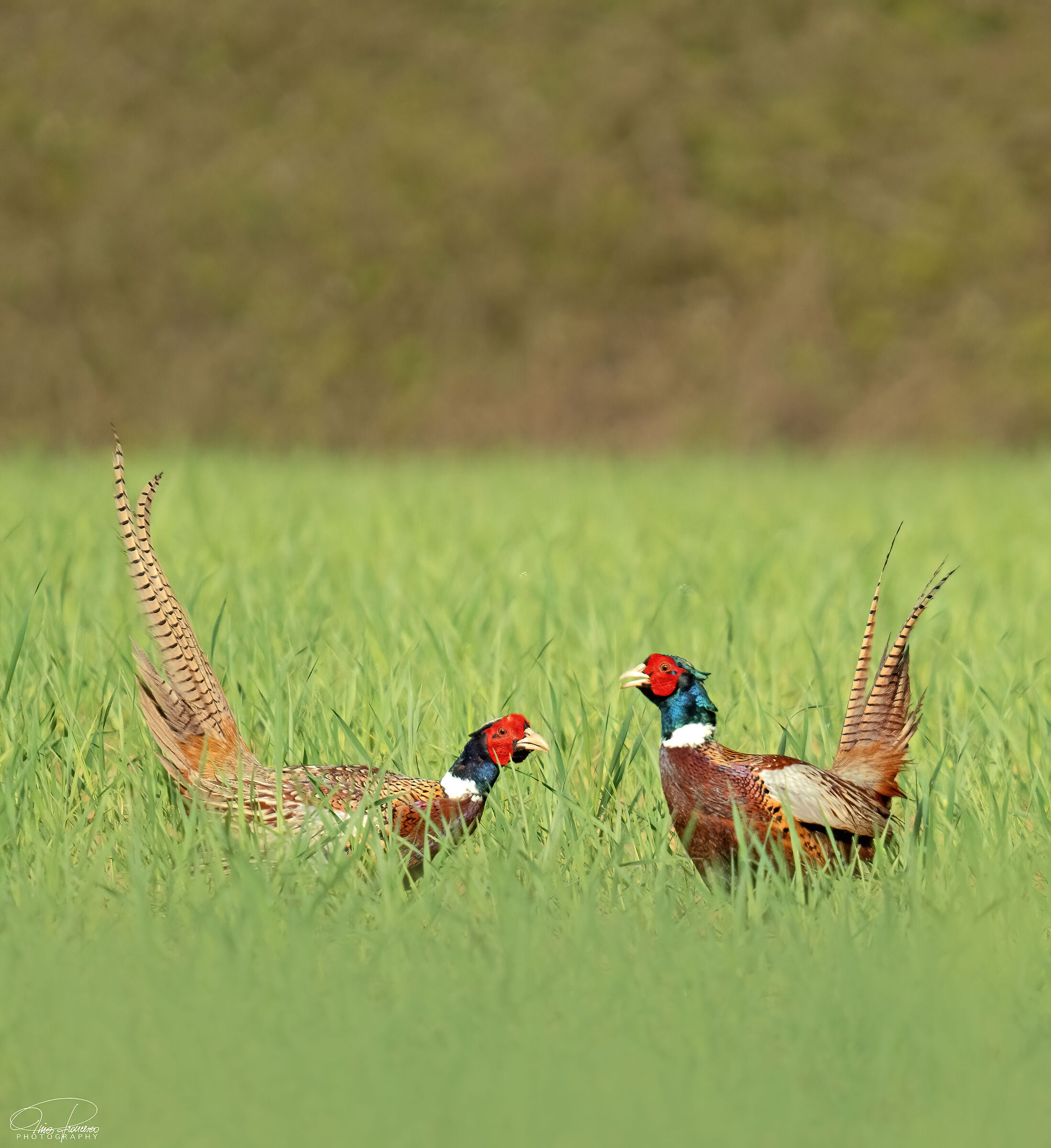 Pheasants