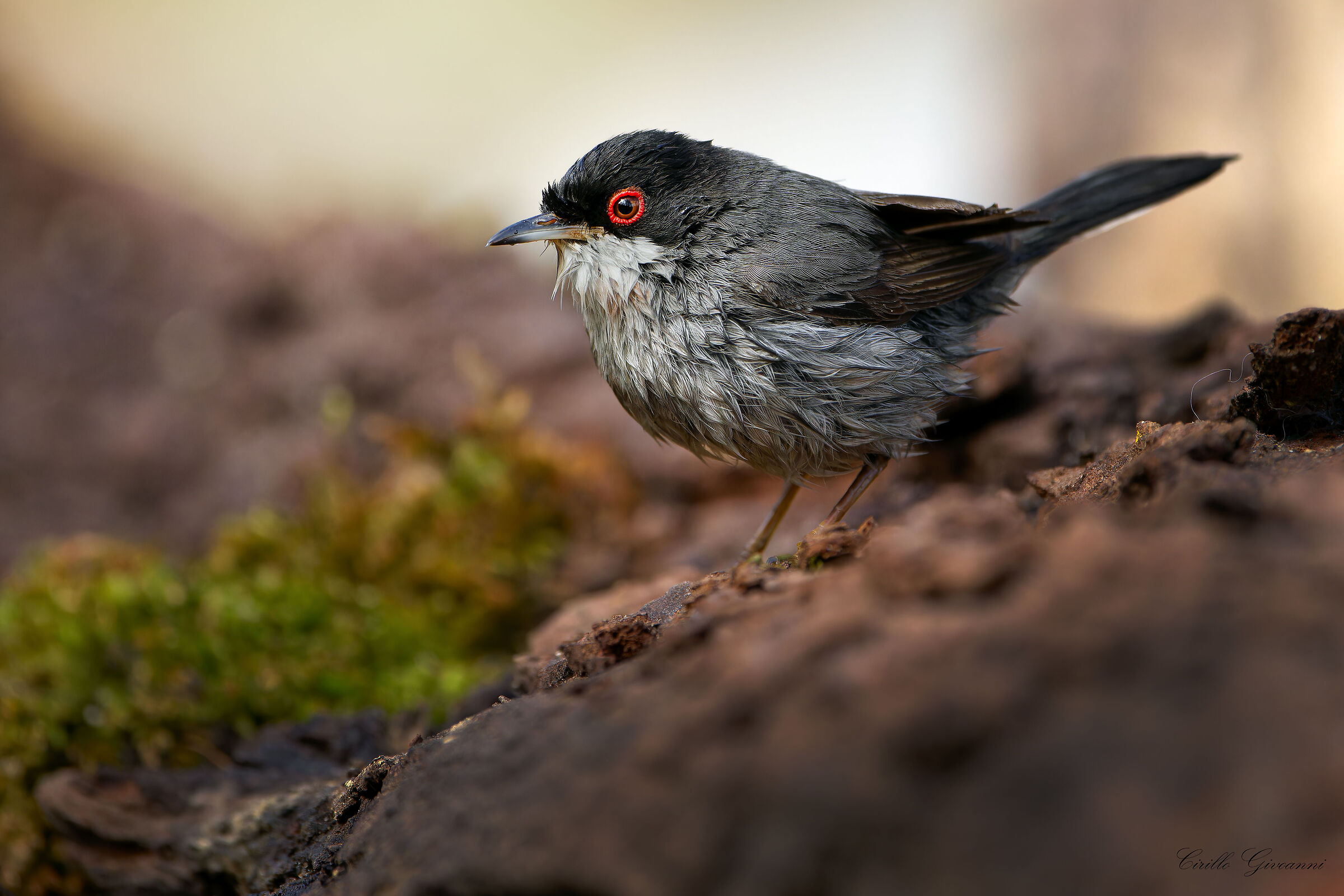 SARDINIAN WARBLER