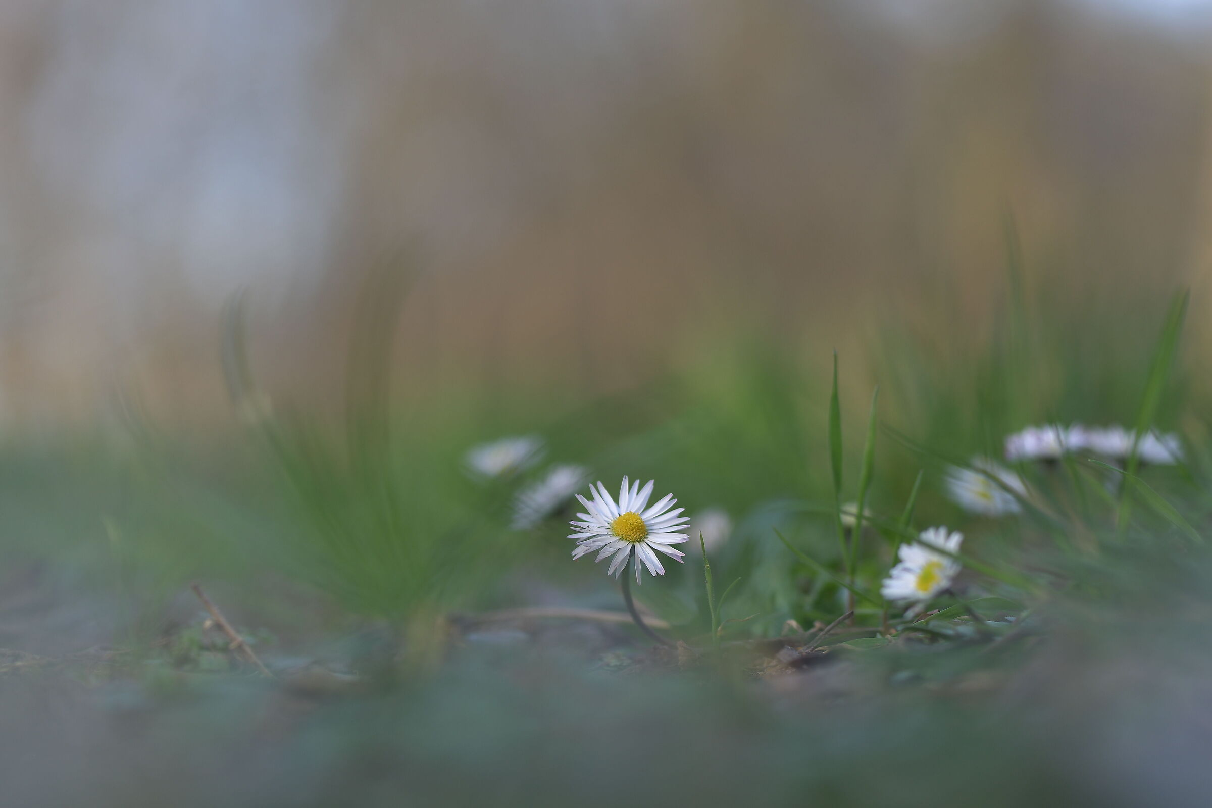 Fiore di campo