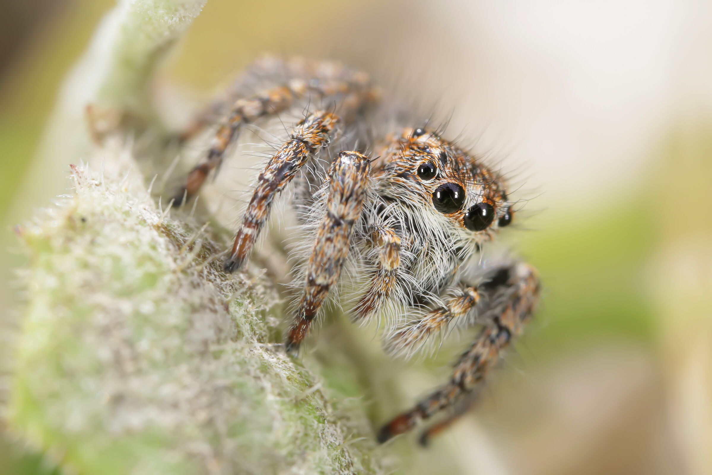Philaeus chrysops into the wild