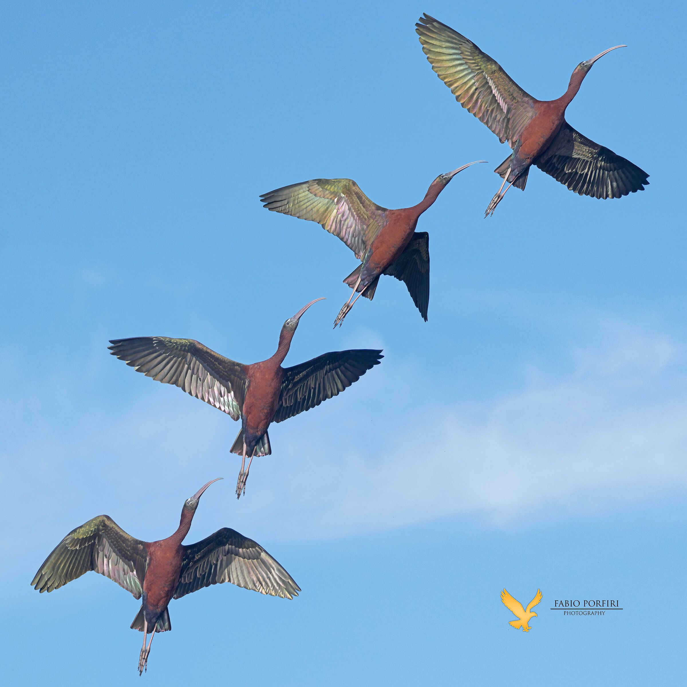 The flight of the glossy