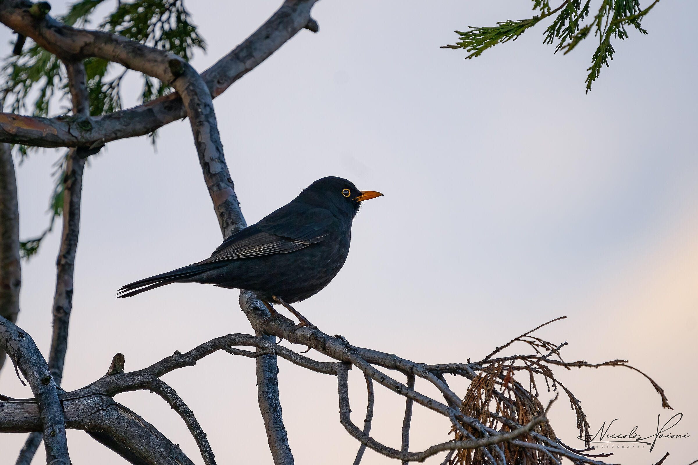 blackbird
