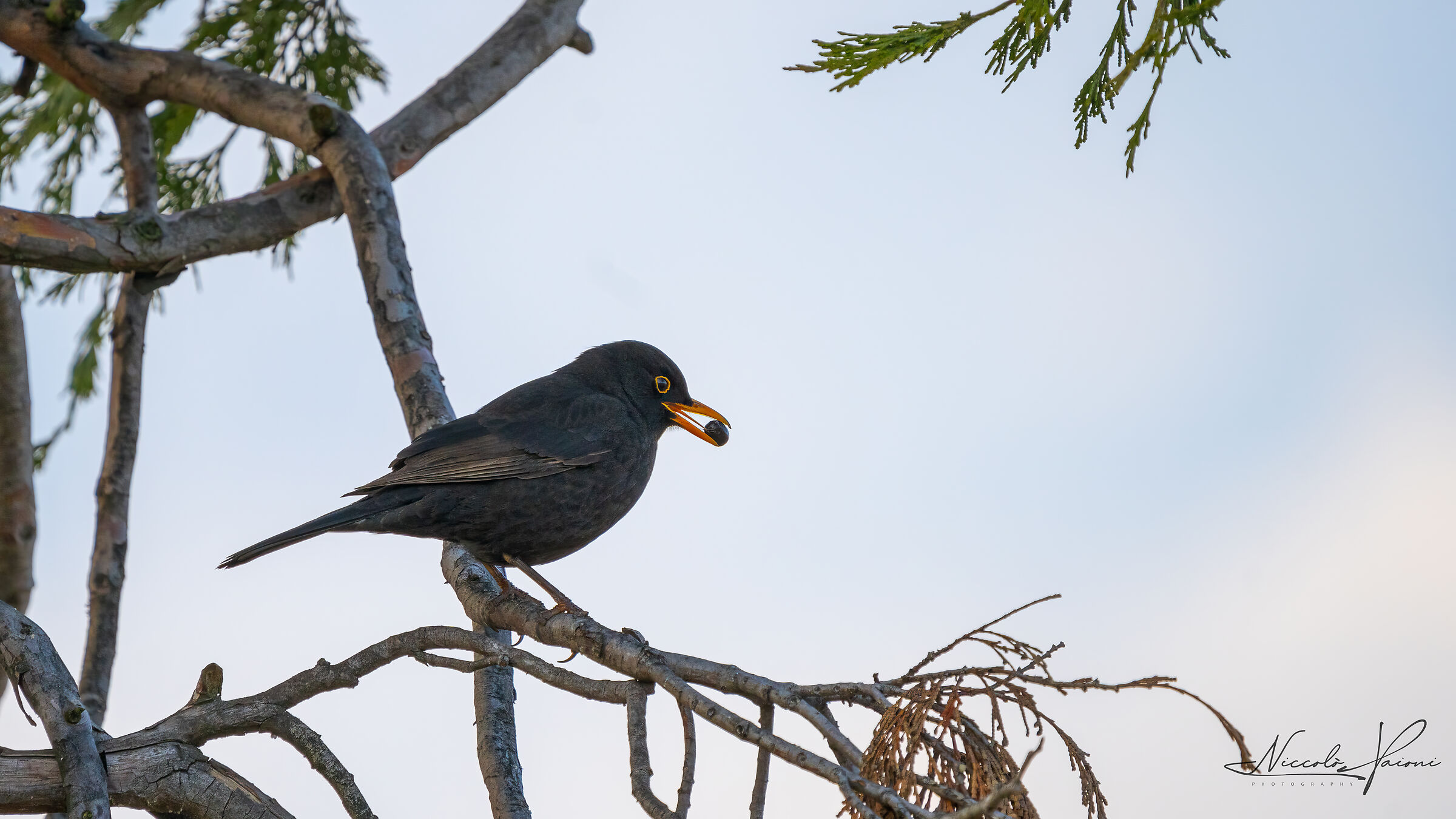 Blackbird2