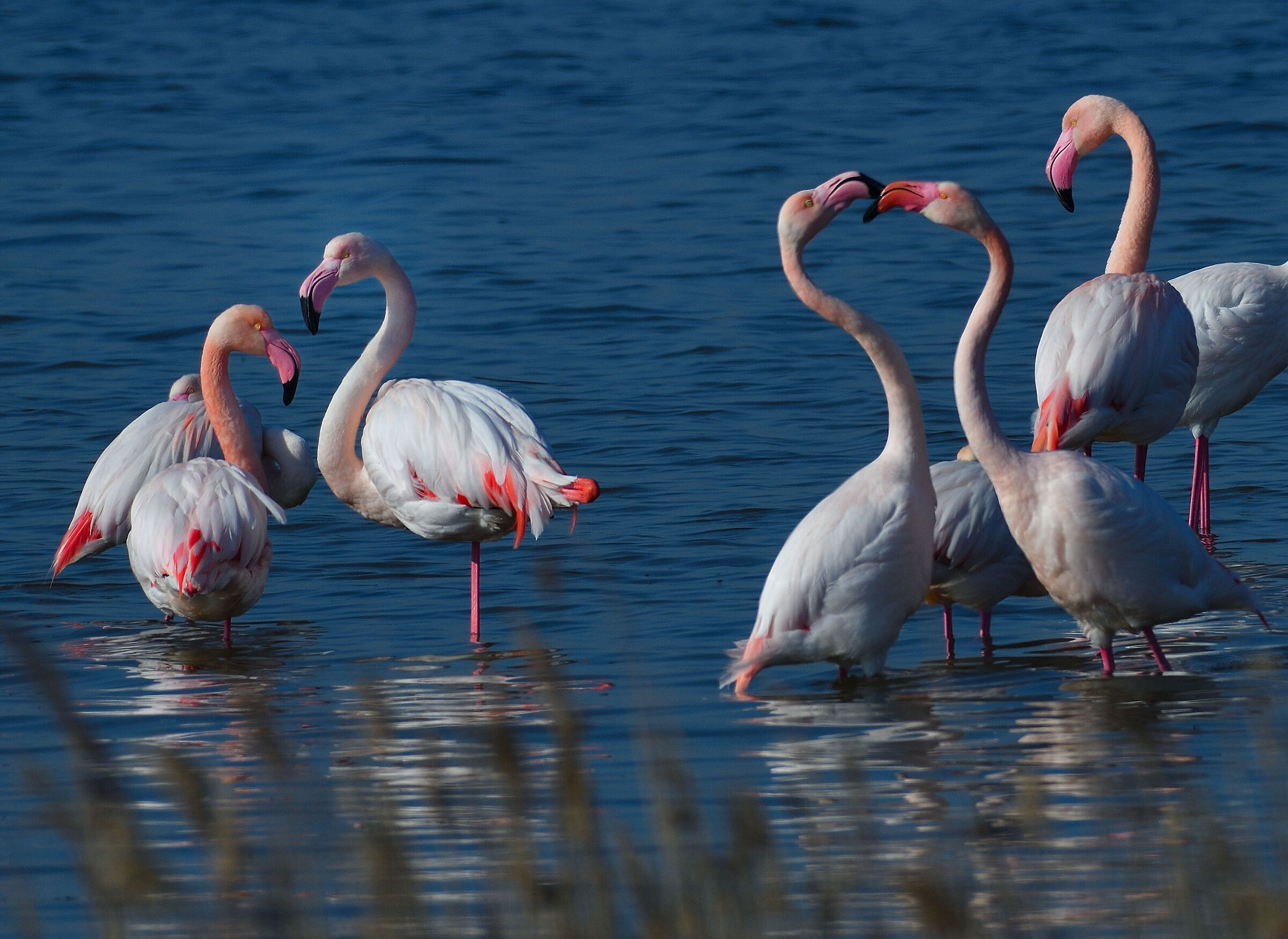 flamingos in the blue...