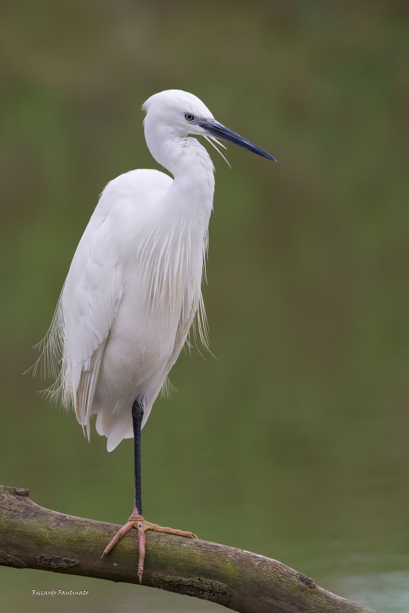 Egretta Garzetta