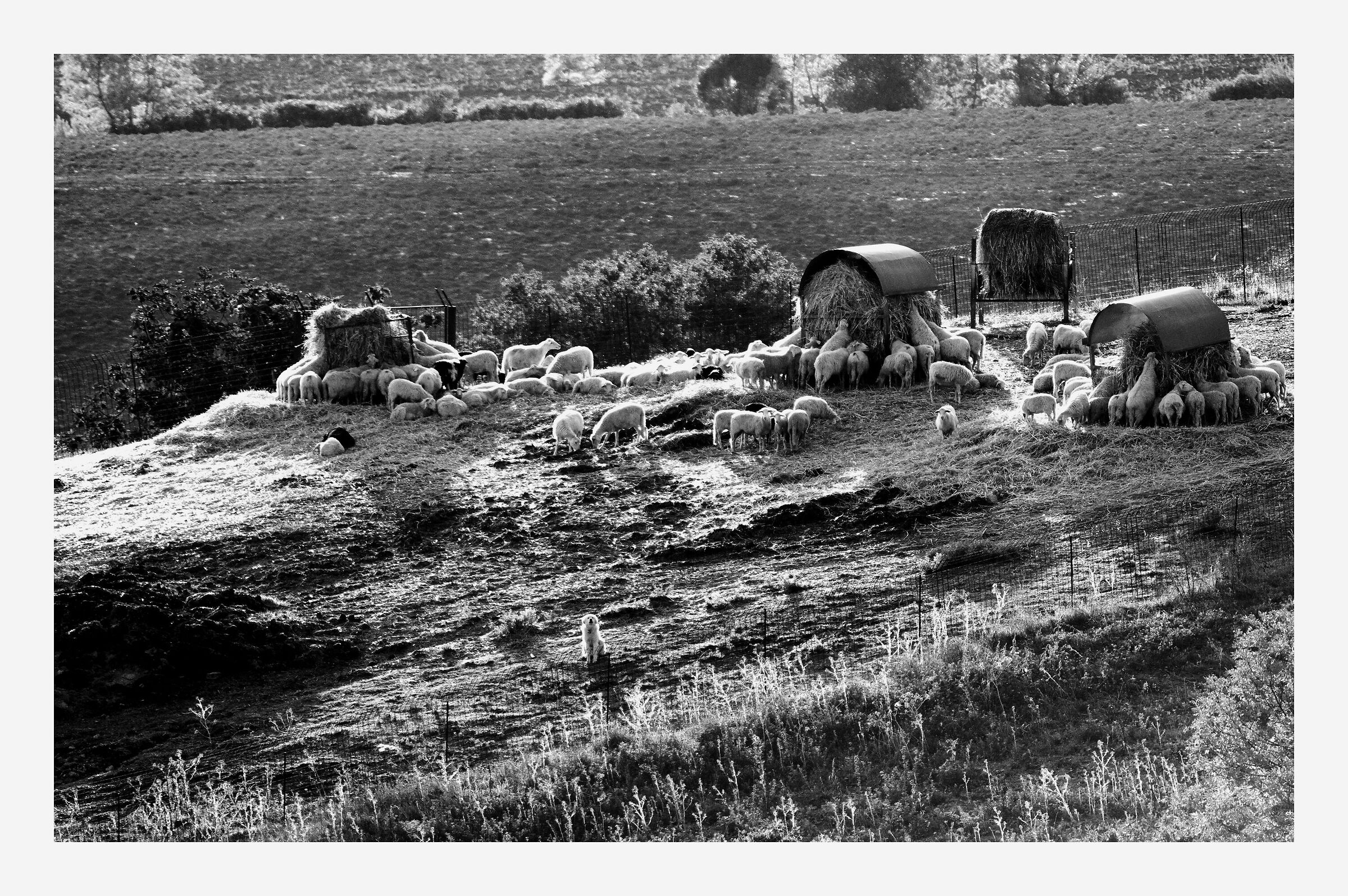 A guardia del gregge