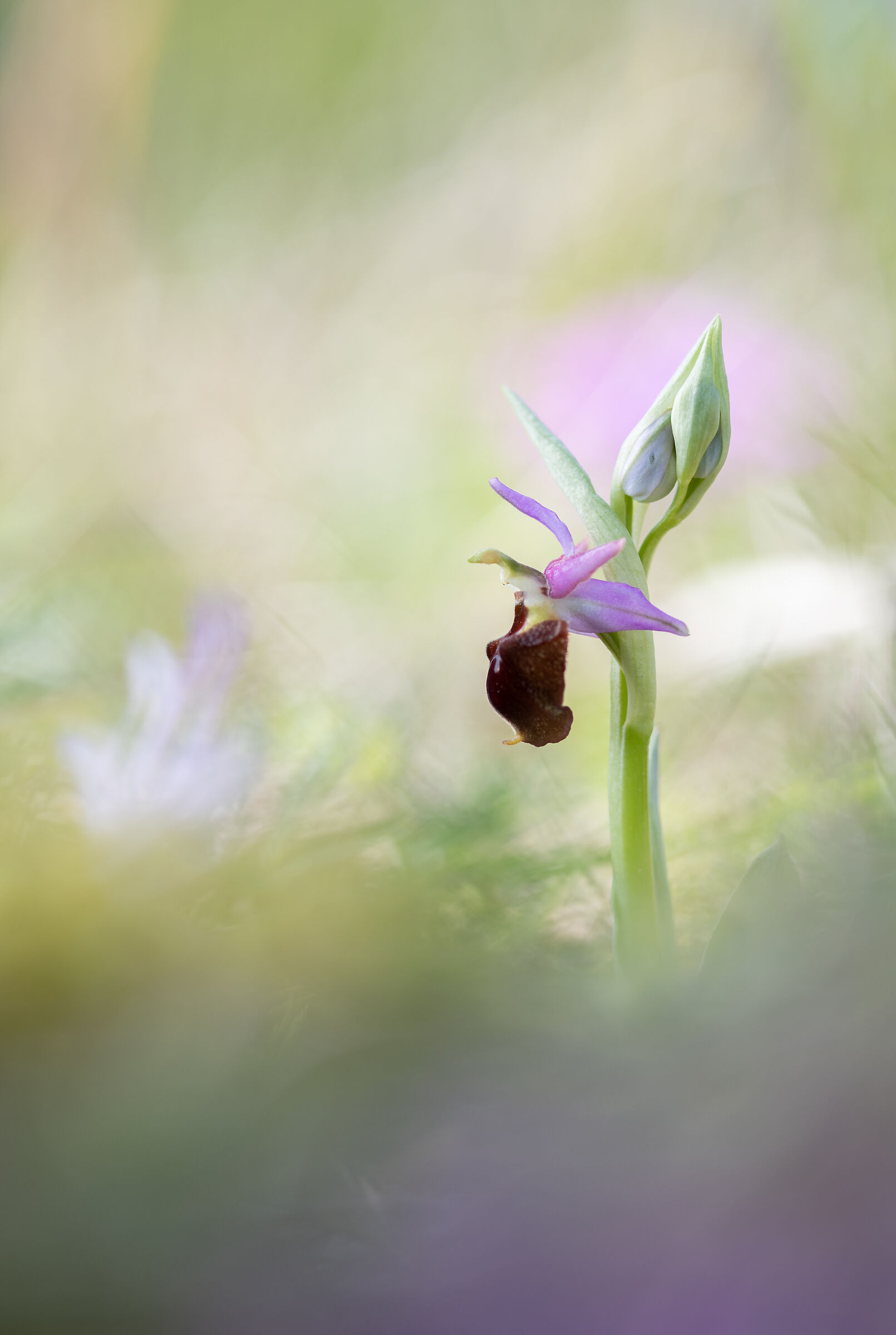 Ophrys Crabronifera