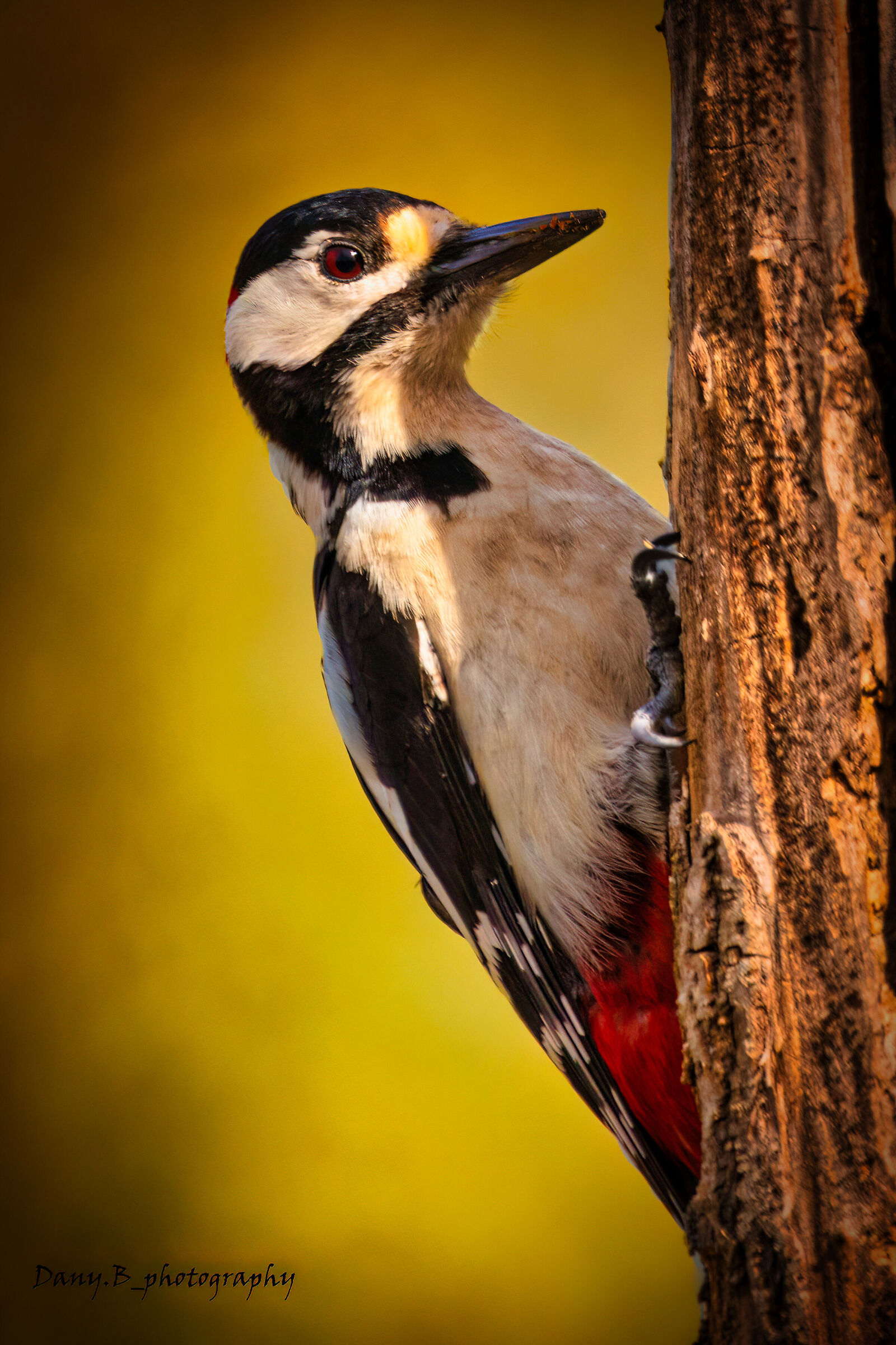 Great spotted woodpecker at sunset