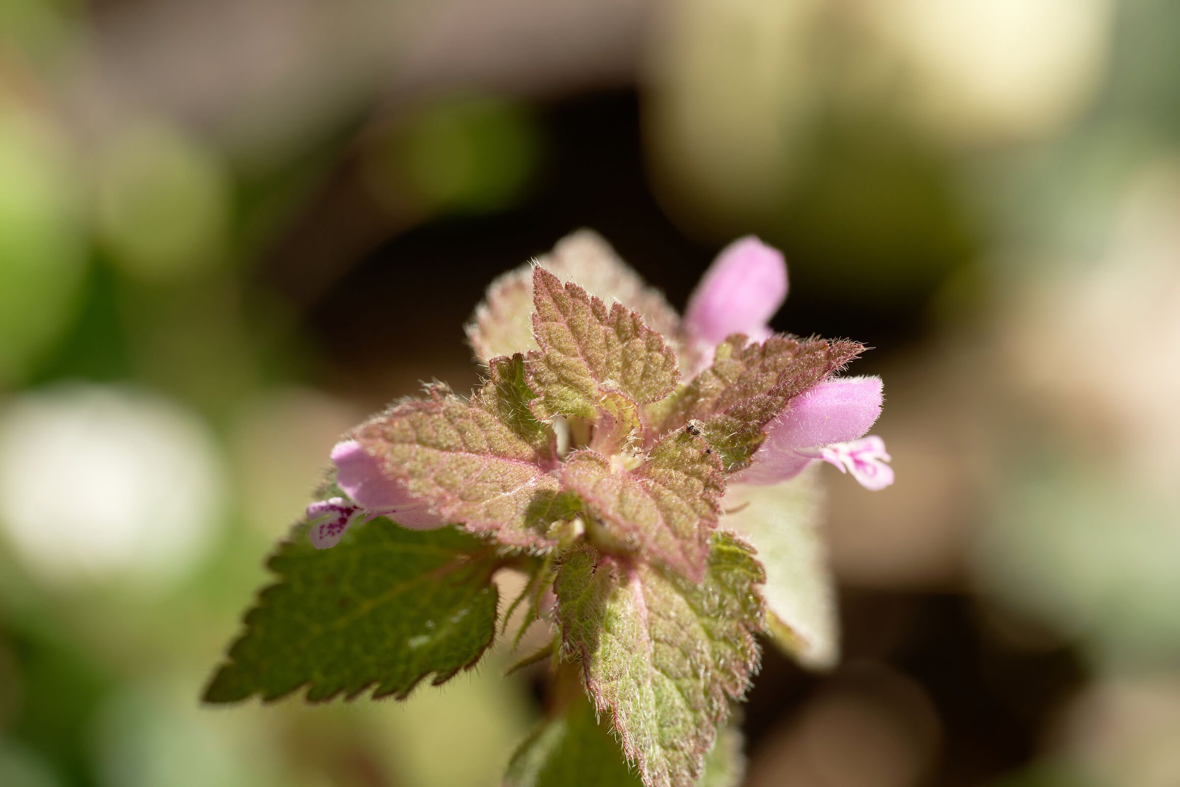 The false nettle...