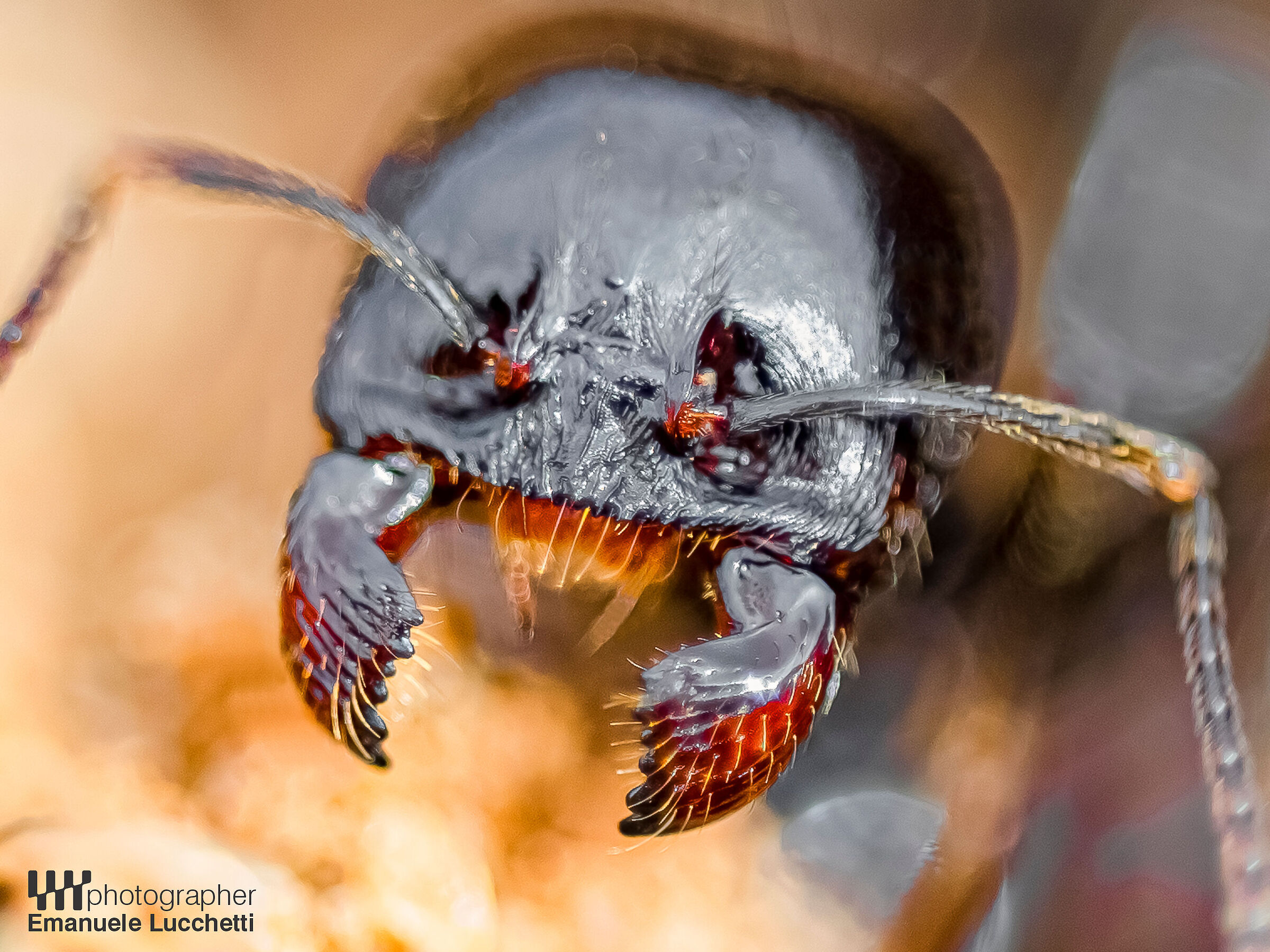Ant
