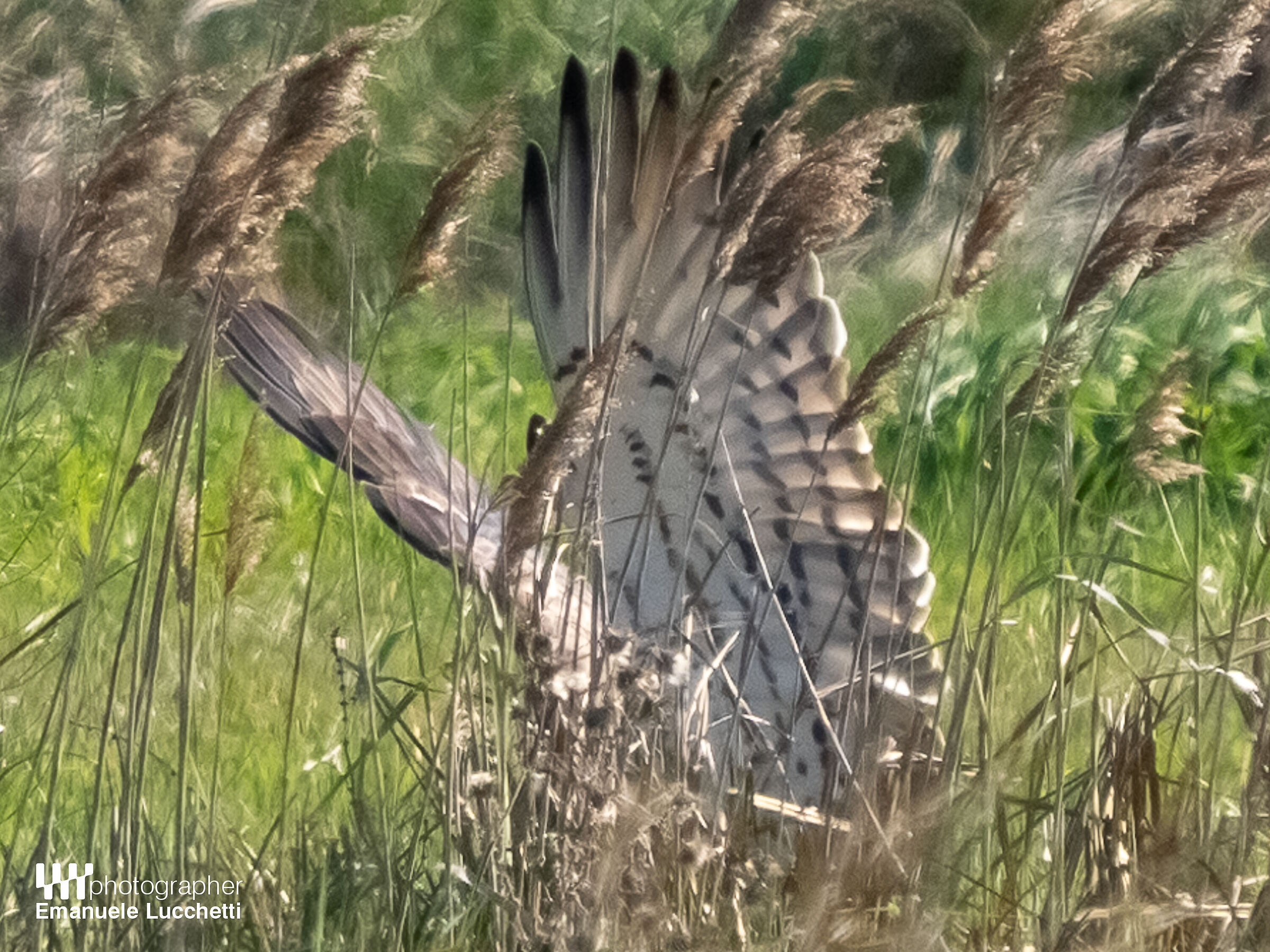 Biancone a terra nel canneto